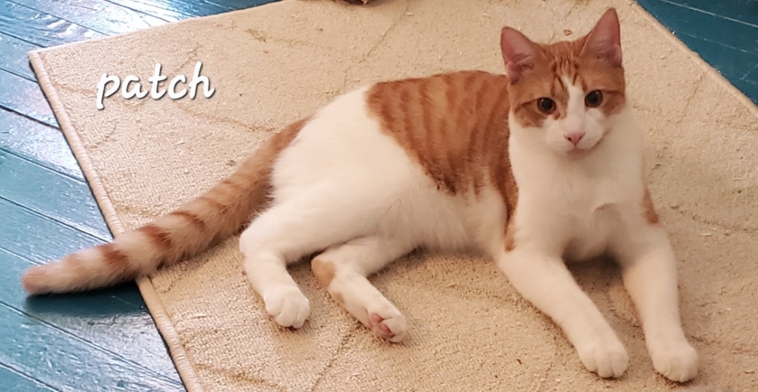 Patch (Foster Care)