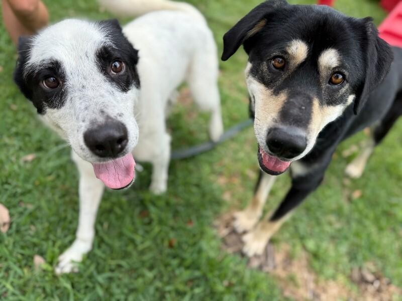 Holliday Tippy Tappy Freckles — thumbnail 3