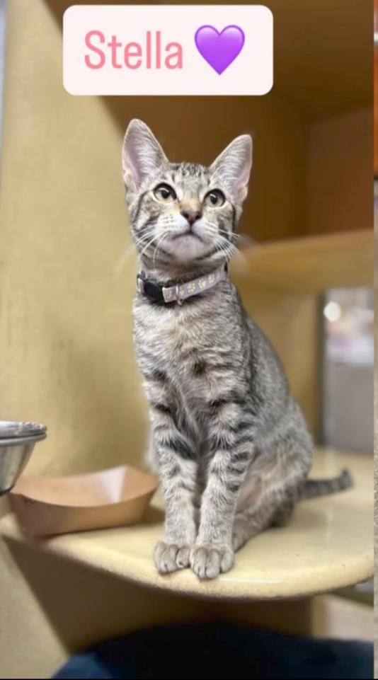 Stella, Adoptable, Young Female Domestic Short Hair.