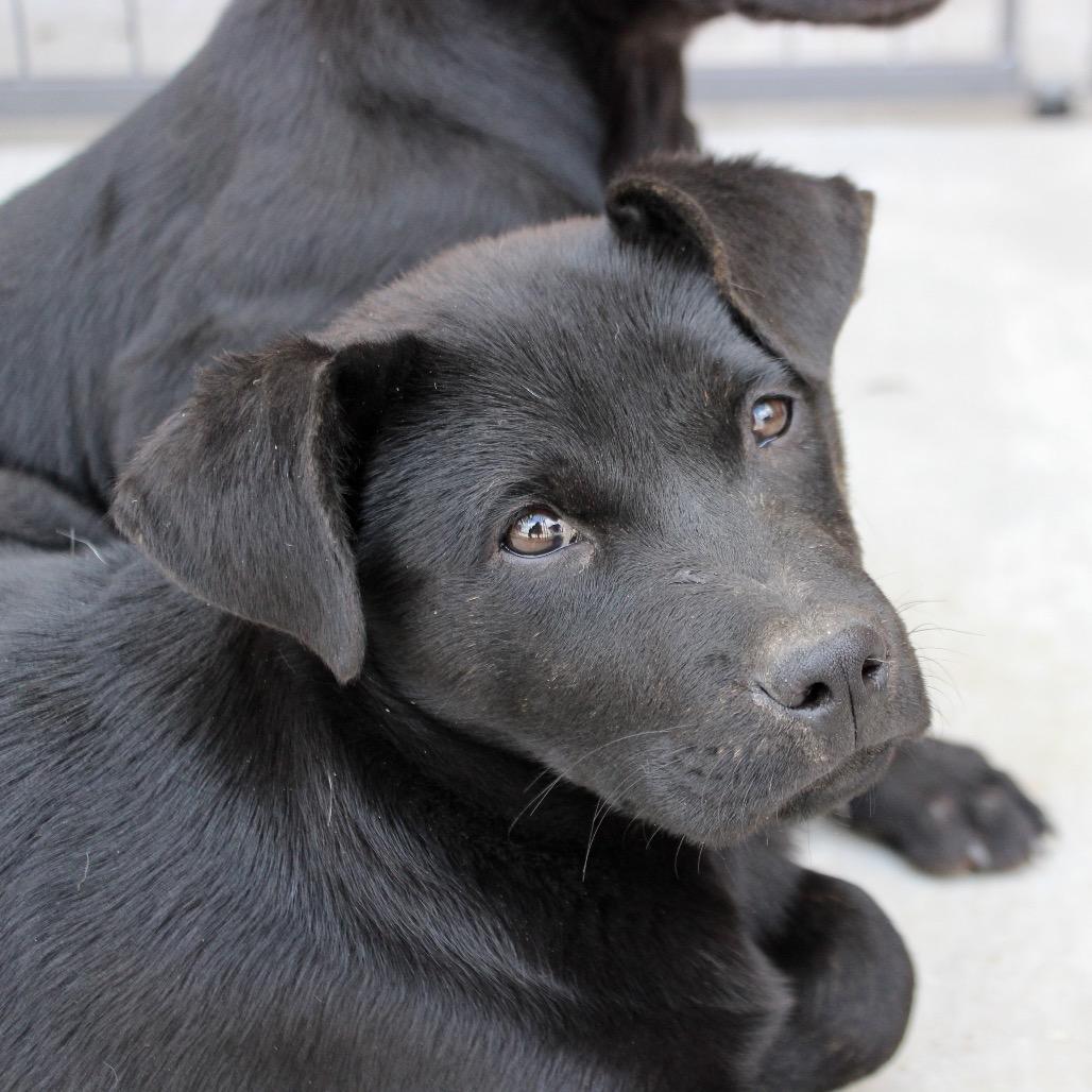 Vivienne, a Adoptable mixed breed in Midland, TX image 1/4