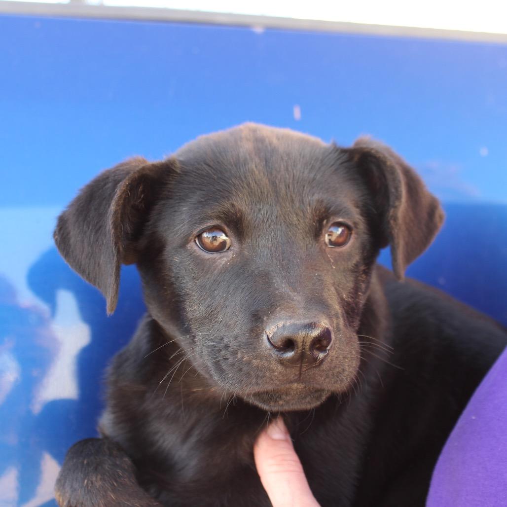 Vivienne, a Adoptable mixed breed in Midland, TX image 2/4