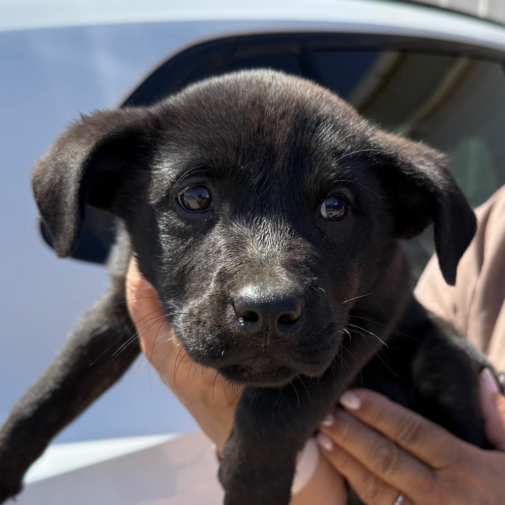 Vivienne, a Adoptable mixed breed in Midland, TX image 3/4