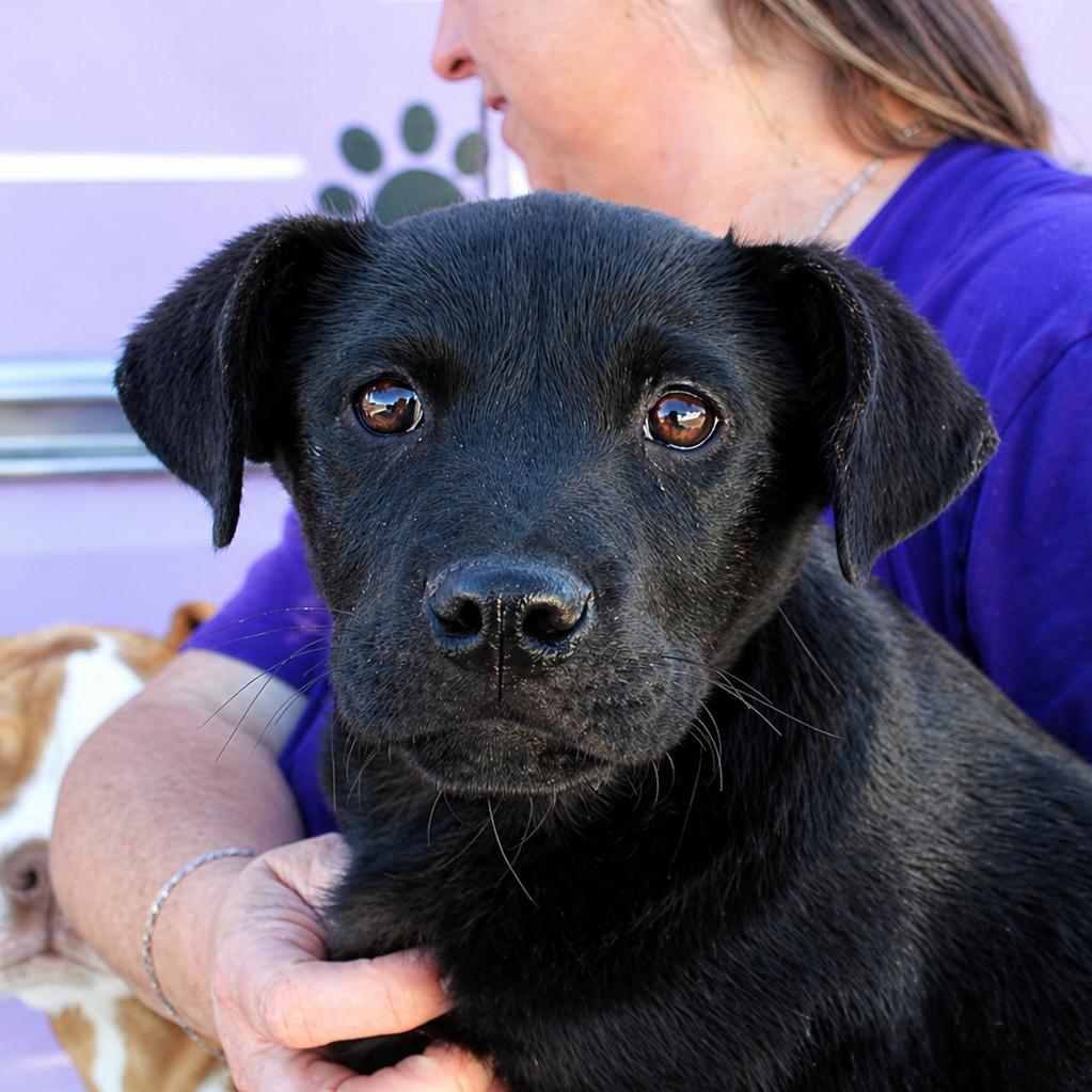 Vivienne, a Adoptable mixed breed in Midland, TX image 4/4