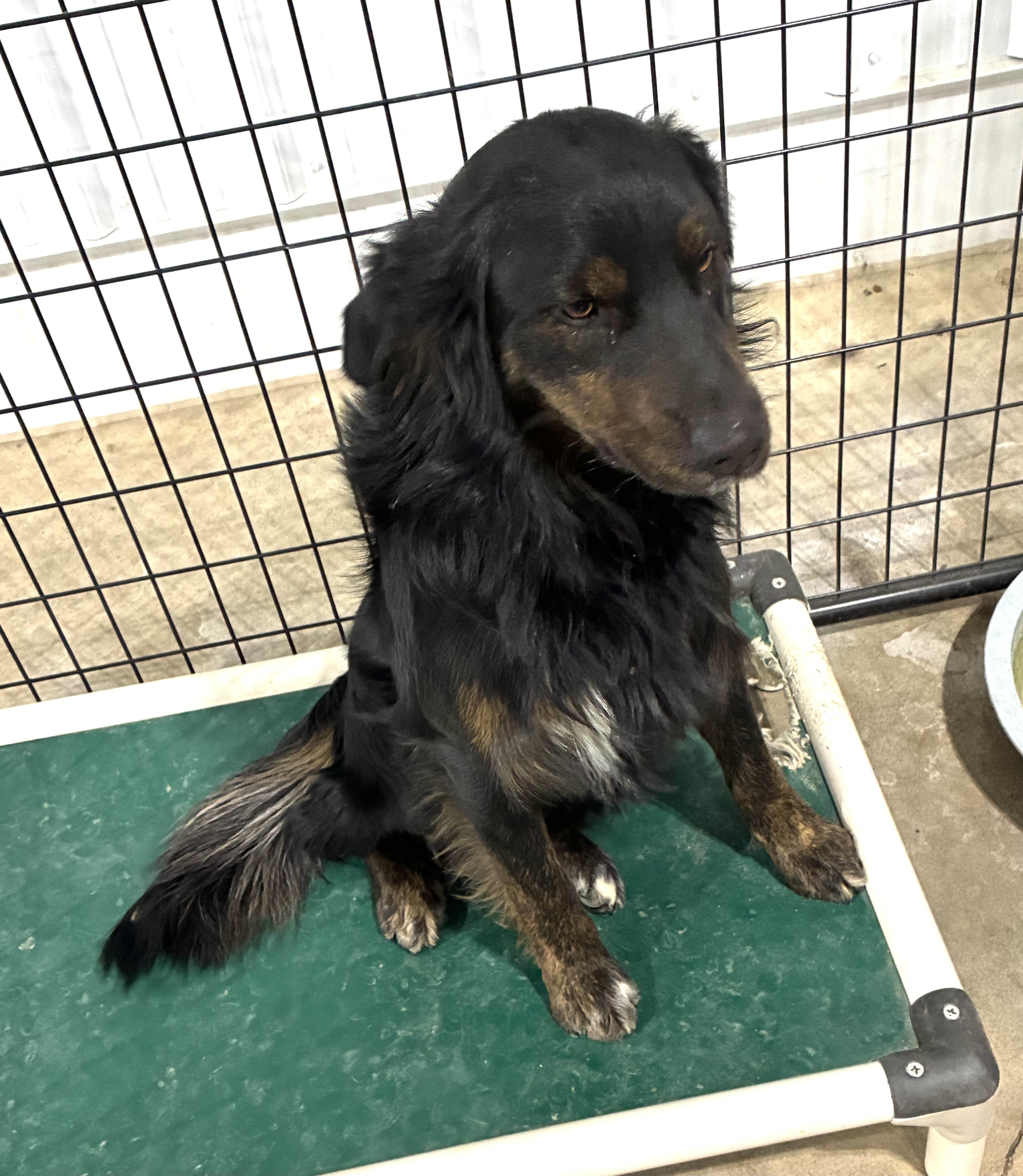 Toby, an adopted mixed breed in St Henry, OH image 2/2