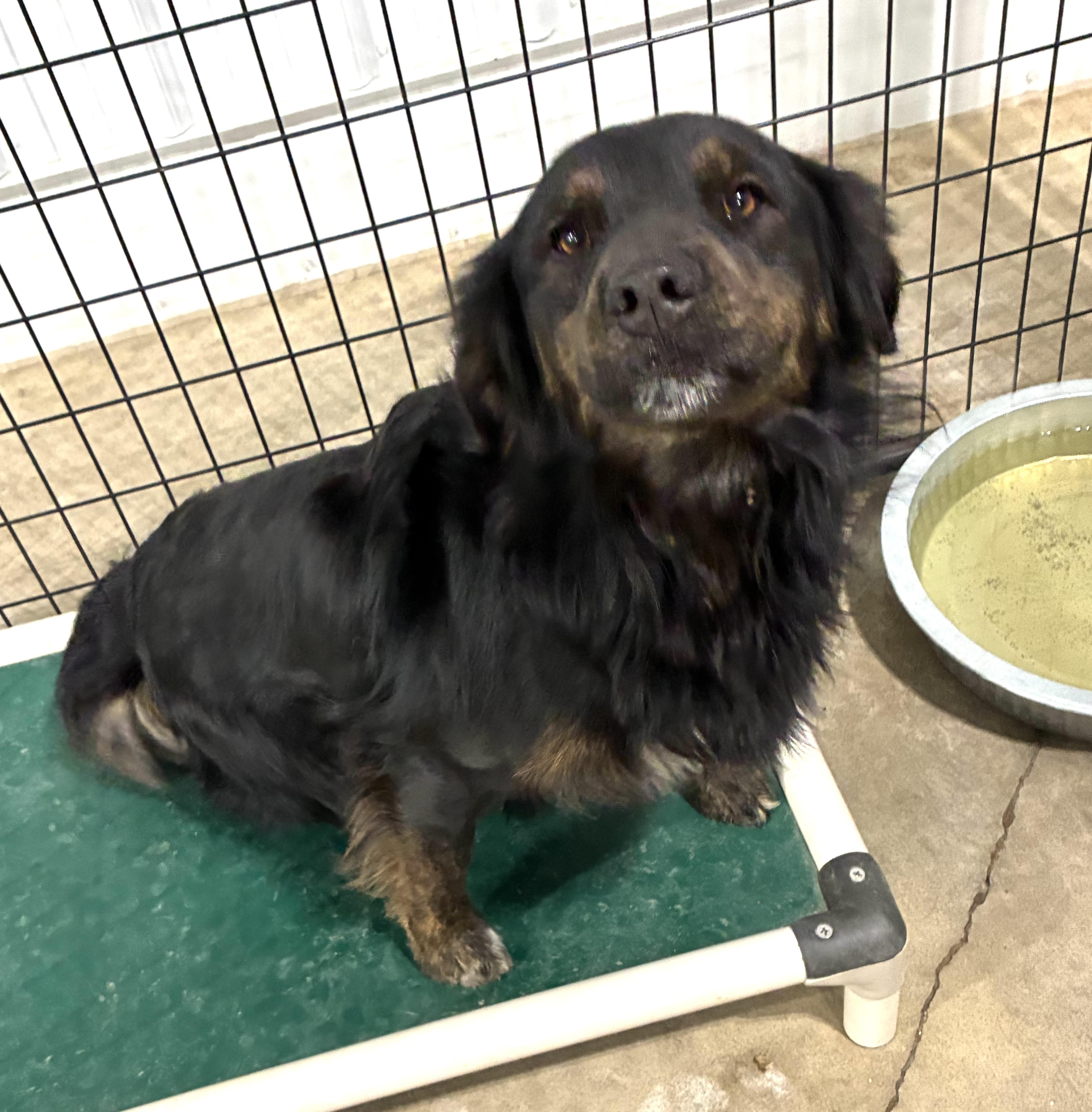 Toby, adopted, Adult Male Australian Shepherd & Spaniel.