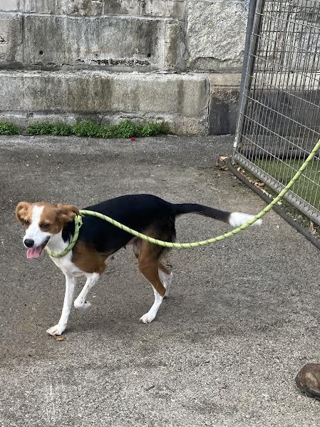 Enlarge Kate Bush, an adopted mixed breed in Hopkinsville, KY image 3/3
