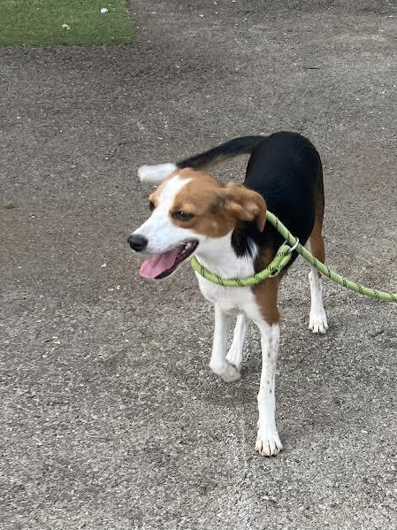 Enlarge Kate Bush, an adopted mixed breed in Hopkinsville, KY image 2/3