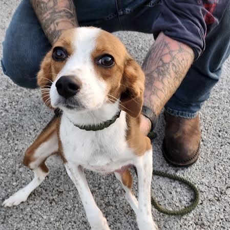 Kate Bush, adopted, Young Female Beagle.
