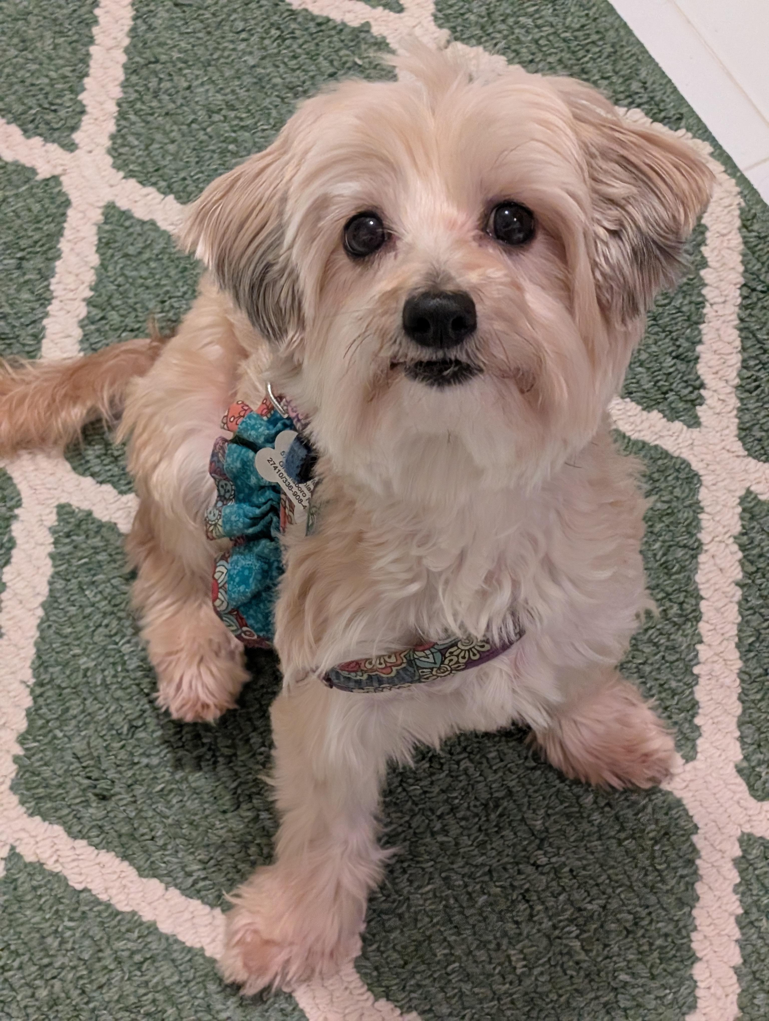 Enlarge Trixie, a Adoptable mixed breed in Greensboro, NC image 2/6