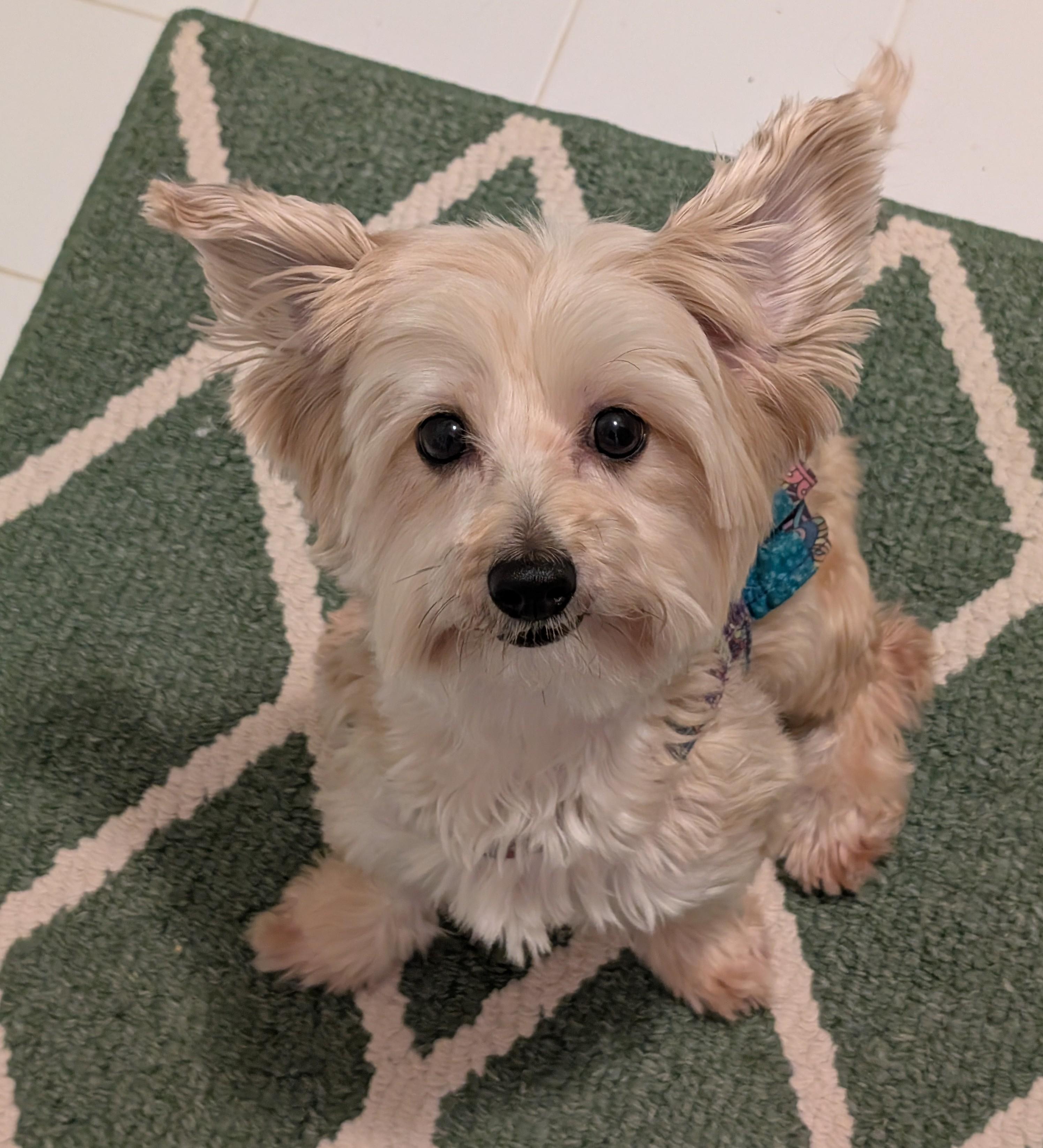 Enlarge Trixie, a Adoptable mixed breed in Greensboro, NC image 5/6