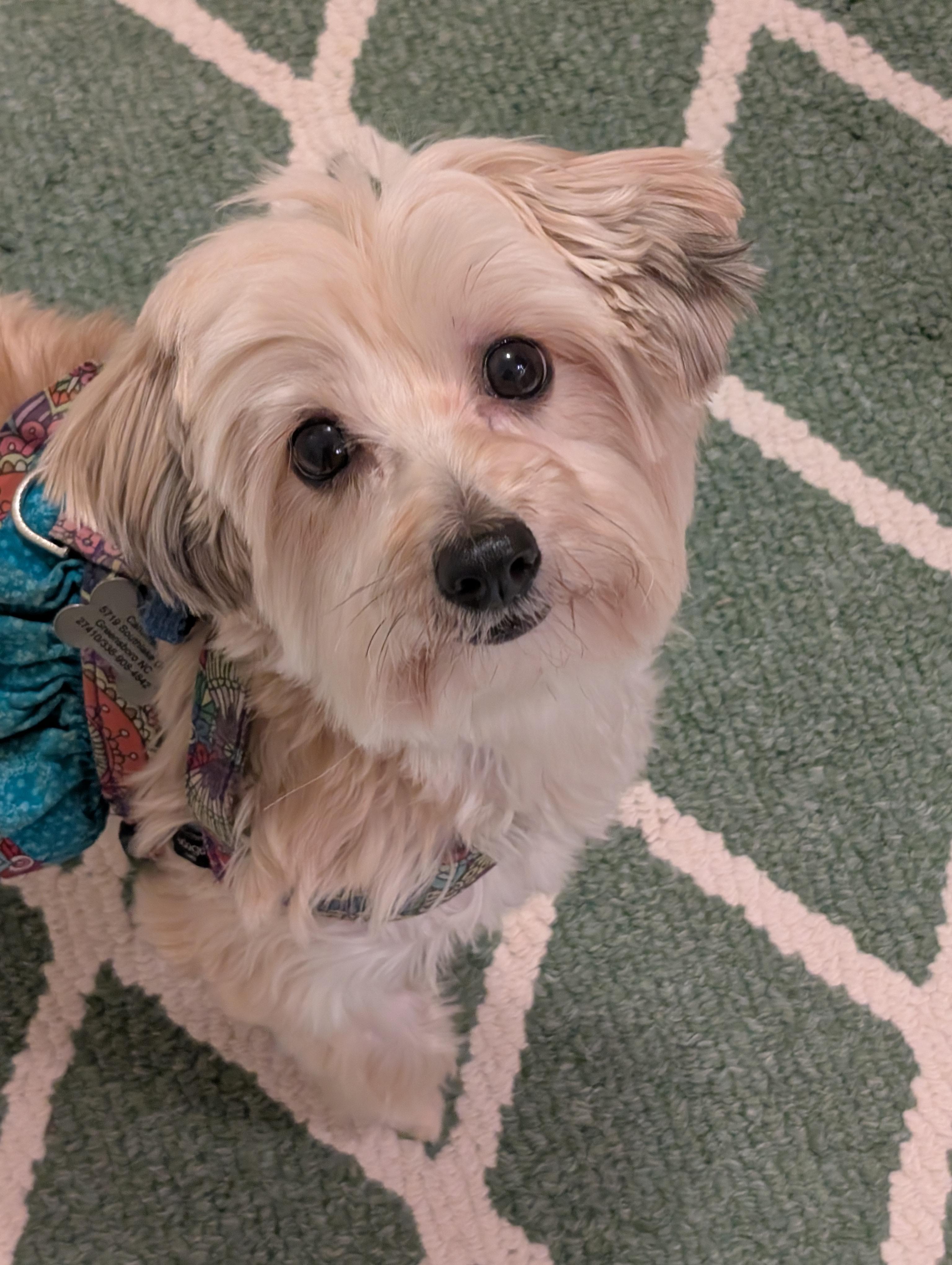 Trixie, Adoptable, Adult Female Yorkshire Terrier & Maltese.