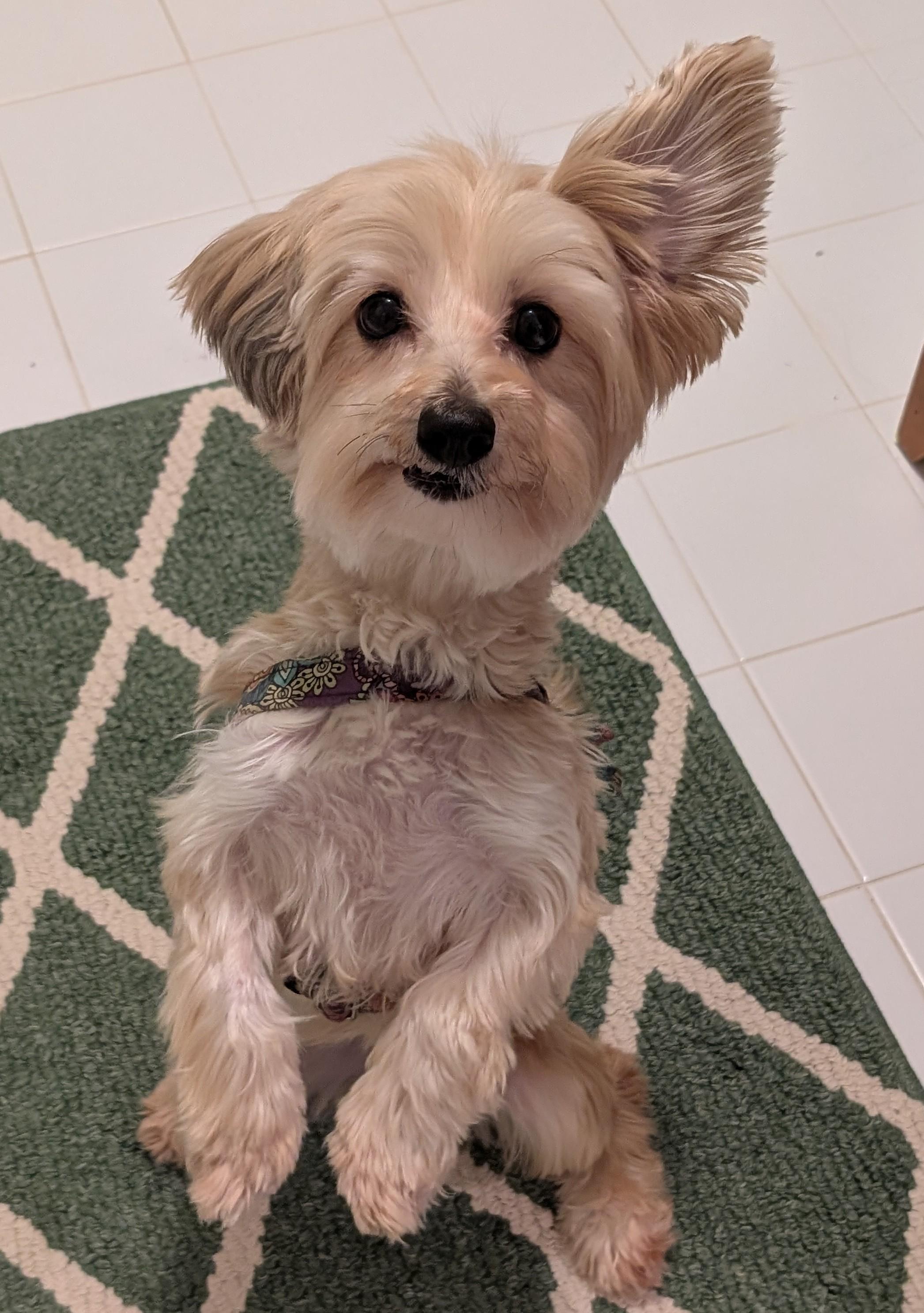 Enlarge Trixie, a Adoptable mixed breed in Greensboro, NC image 6/6