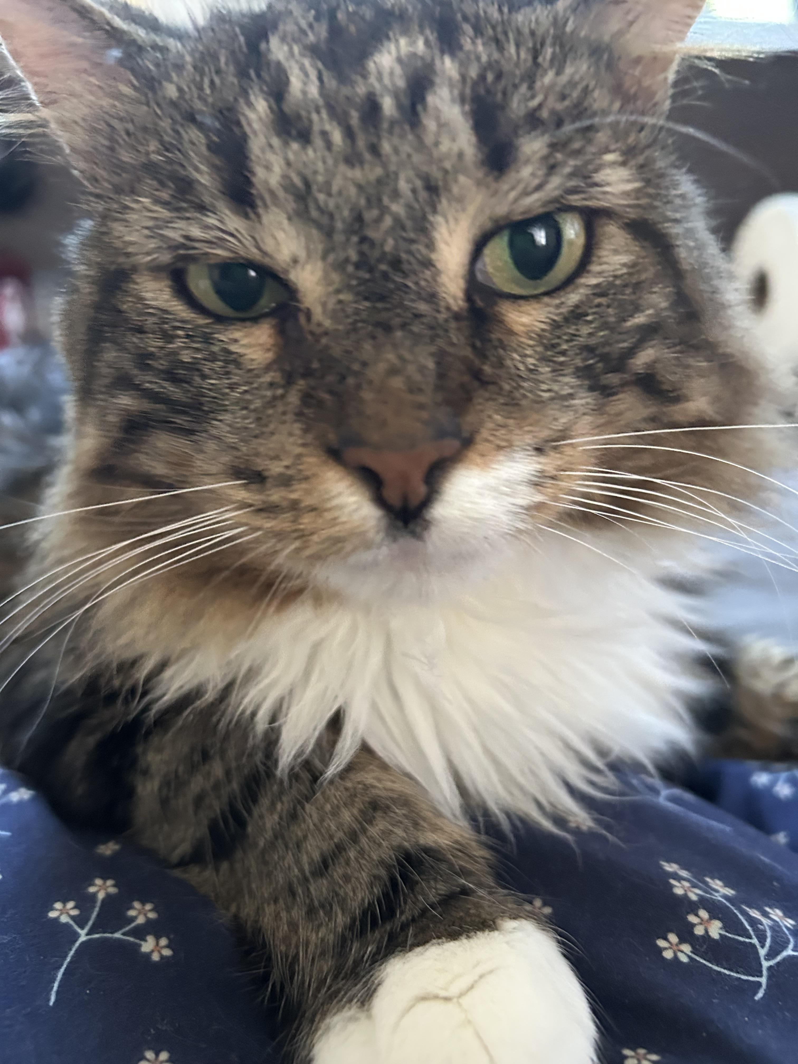 Rocky