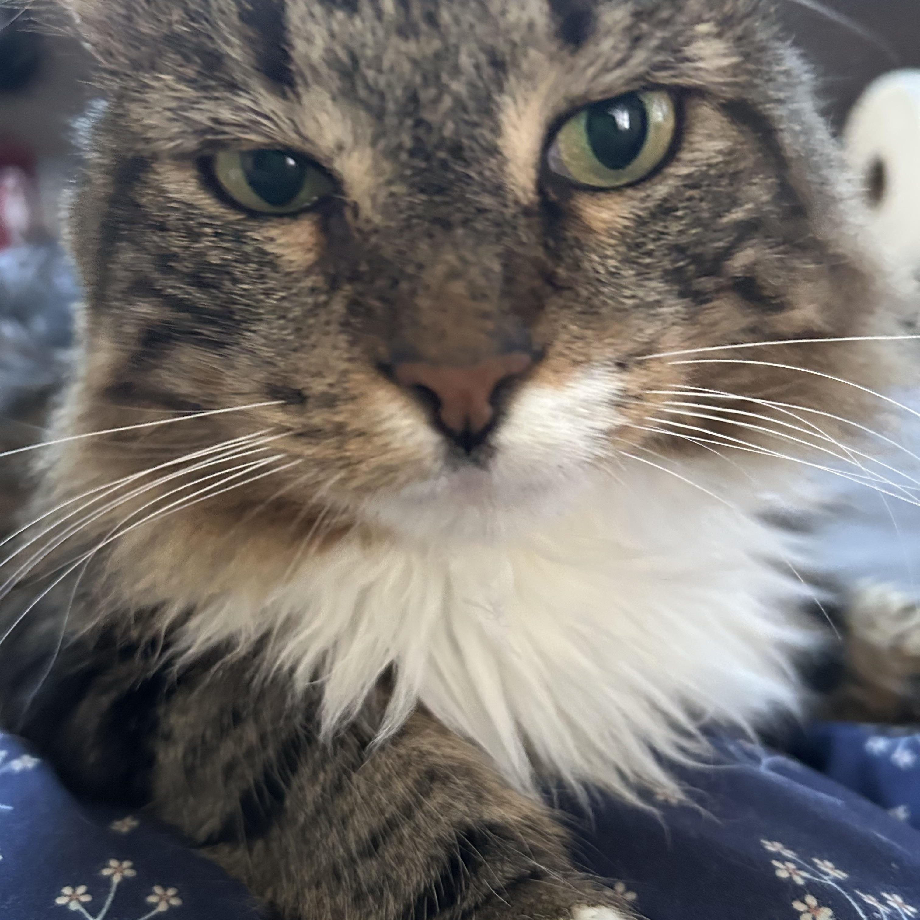 Rocky, a Adoptable Domestic Long Hair in South Ozone Park, NY image 5/6