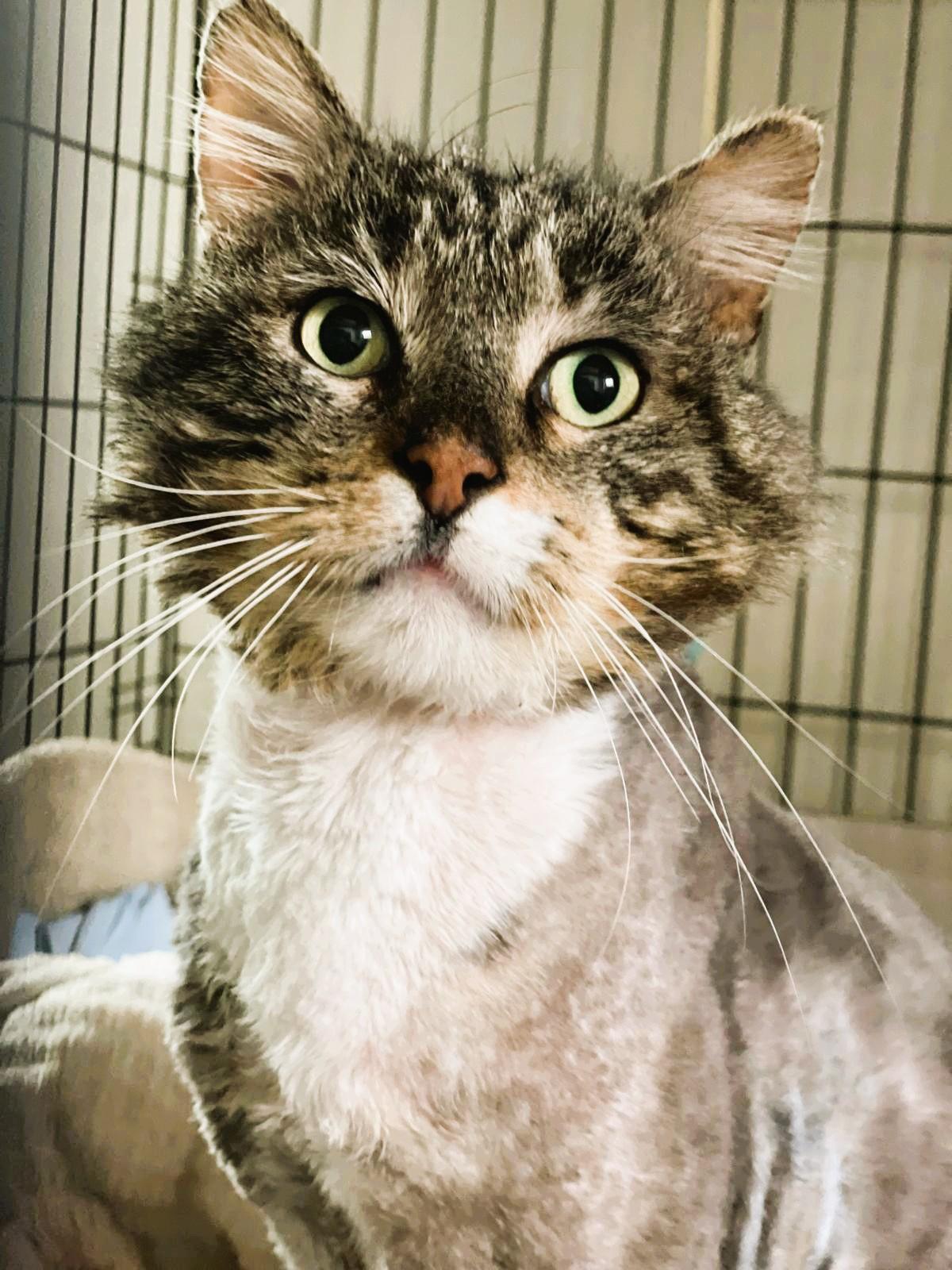 Rocky, a Adoptable Domestic Long Hair in South Ozone Park, NY image 6/6
