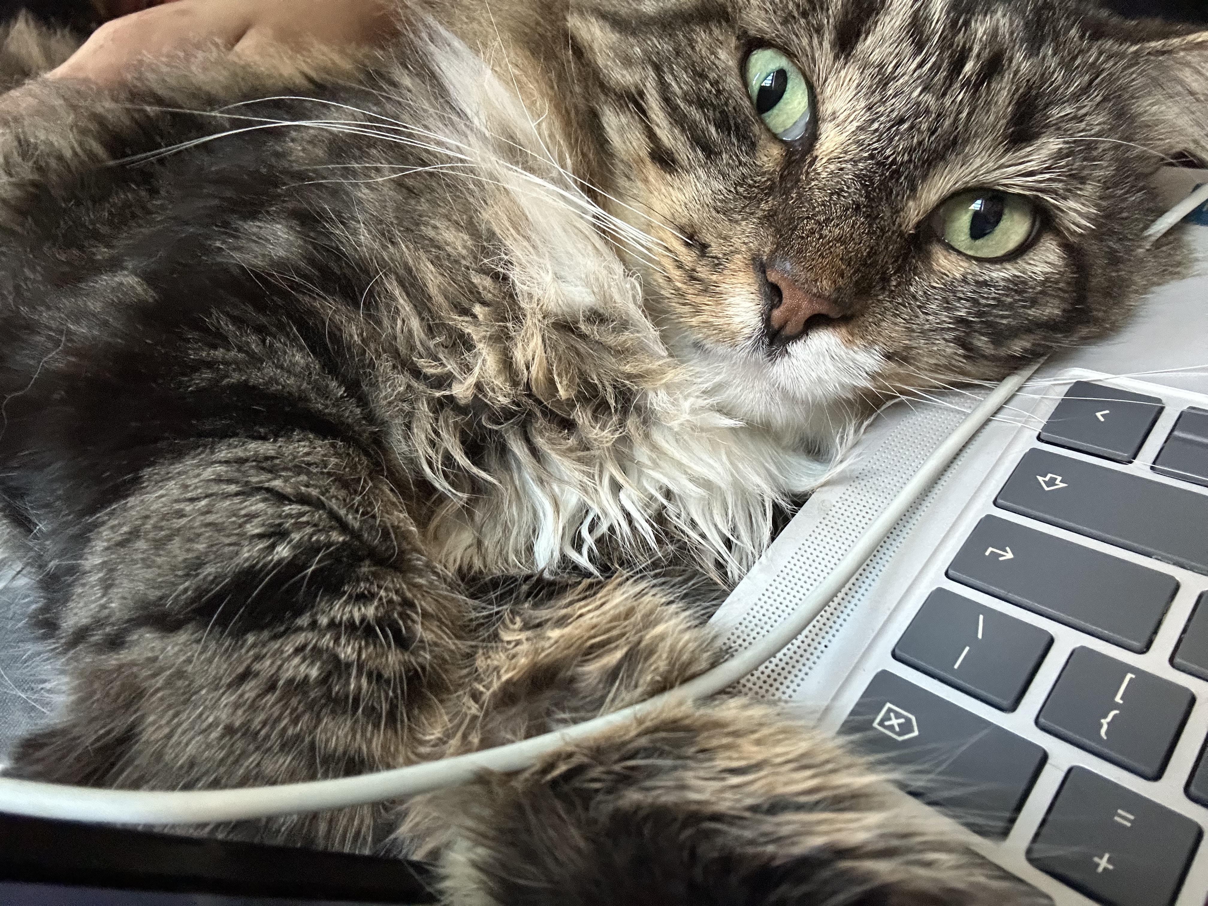 Rocky, a Adoptable Domestic Long Hair in South Ozone Park, NY image 2/6