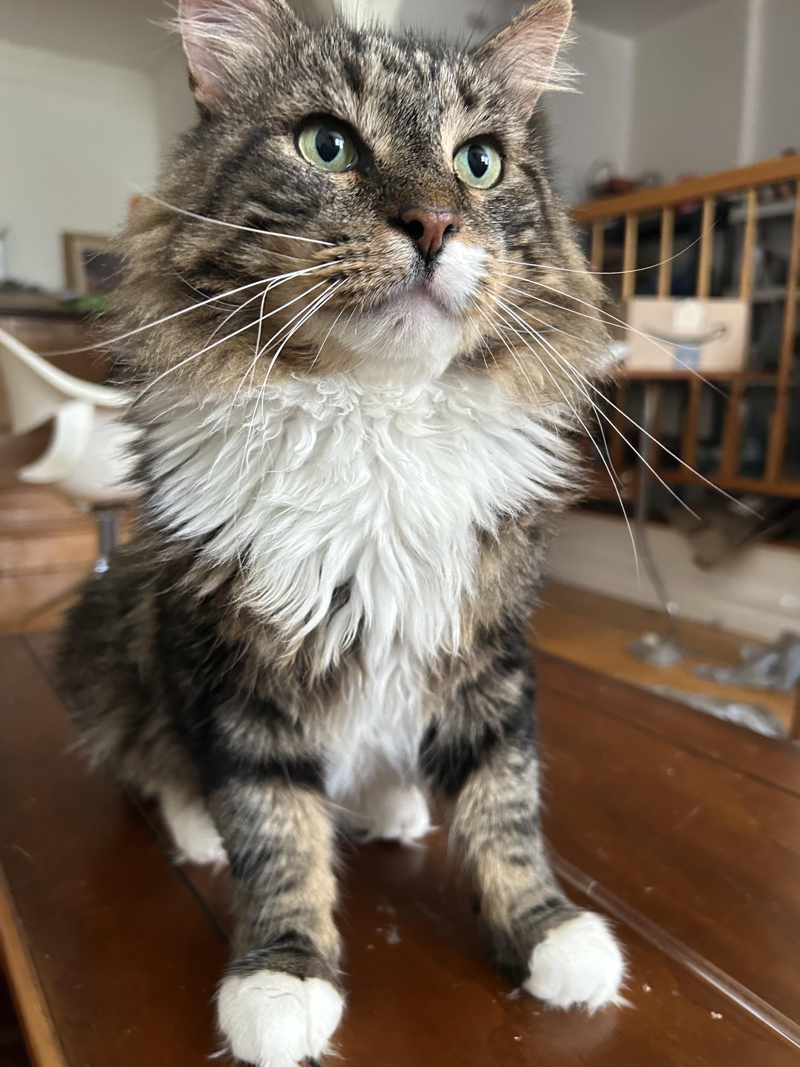 Rocky