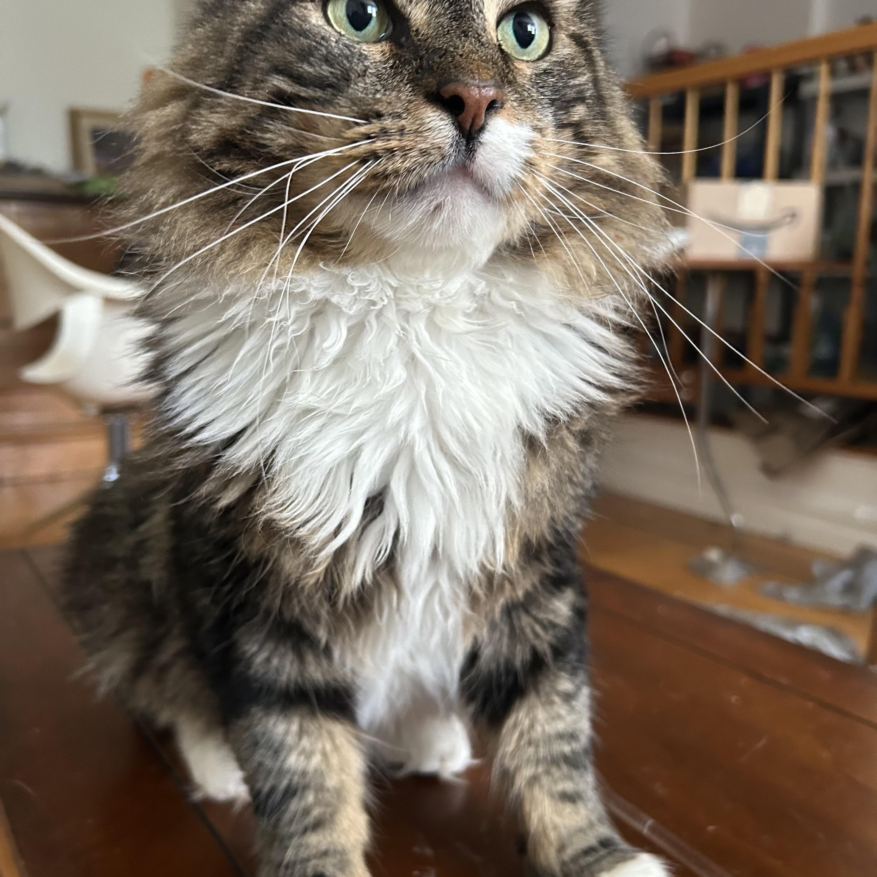 Rocky, a Adoptable Domestic Long Hair in South Ozone Park, NY image 1/6
