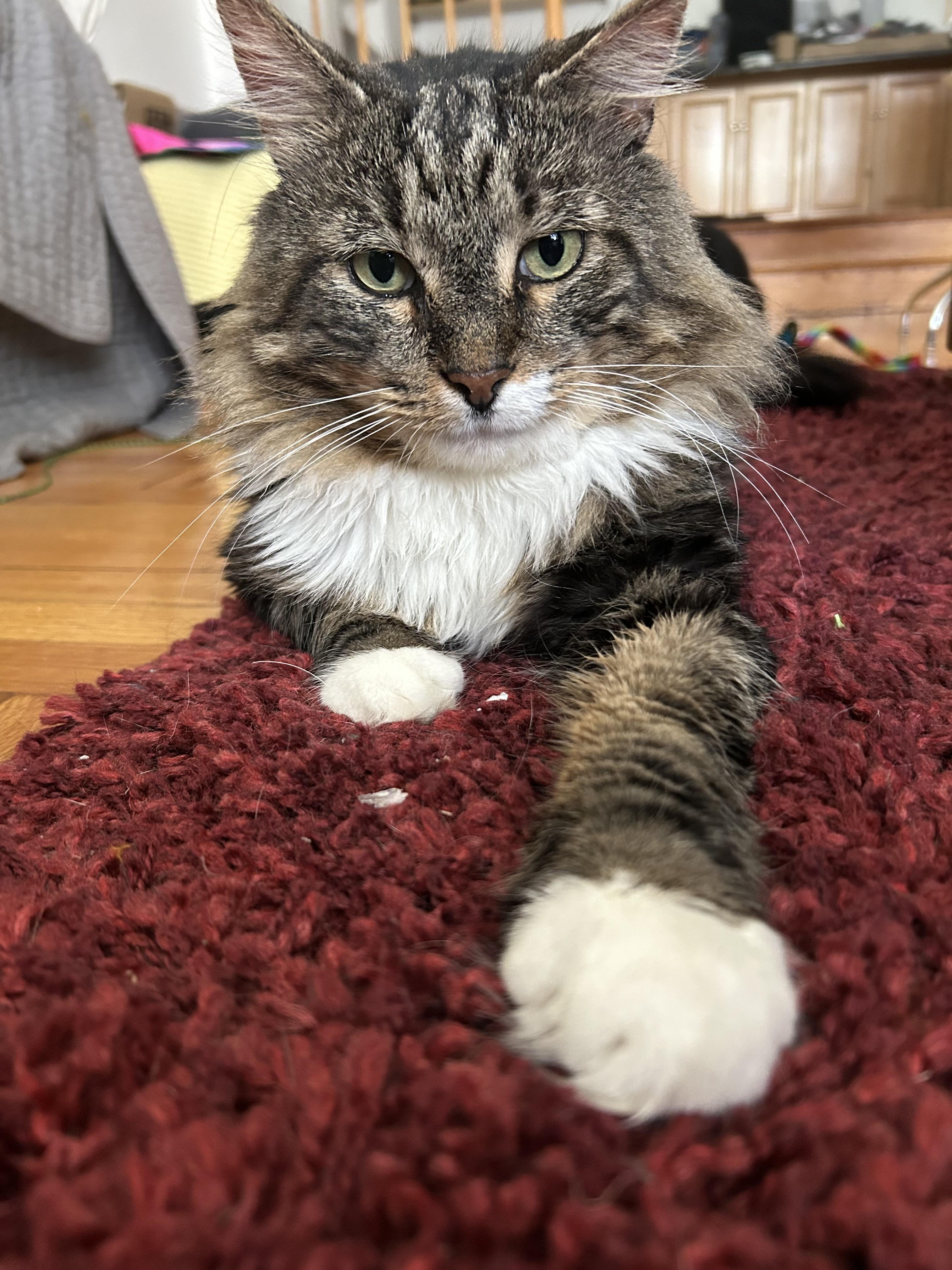 Rocky