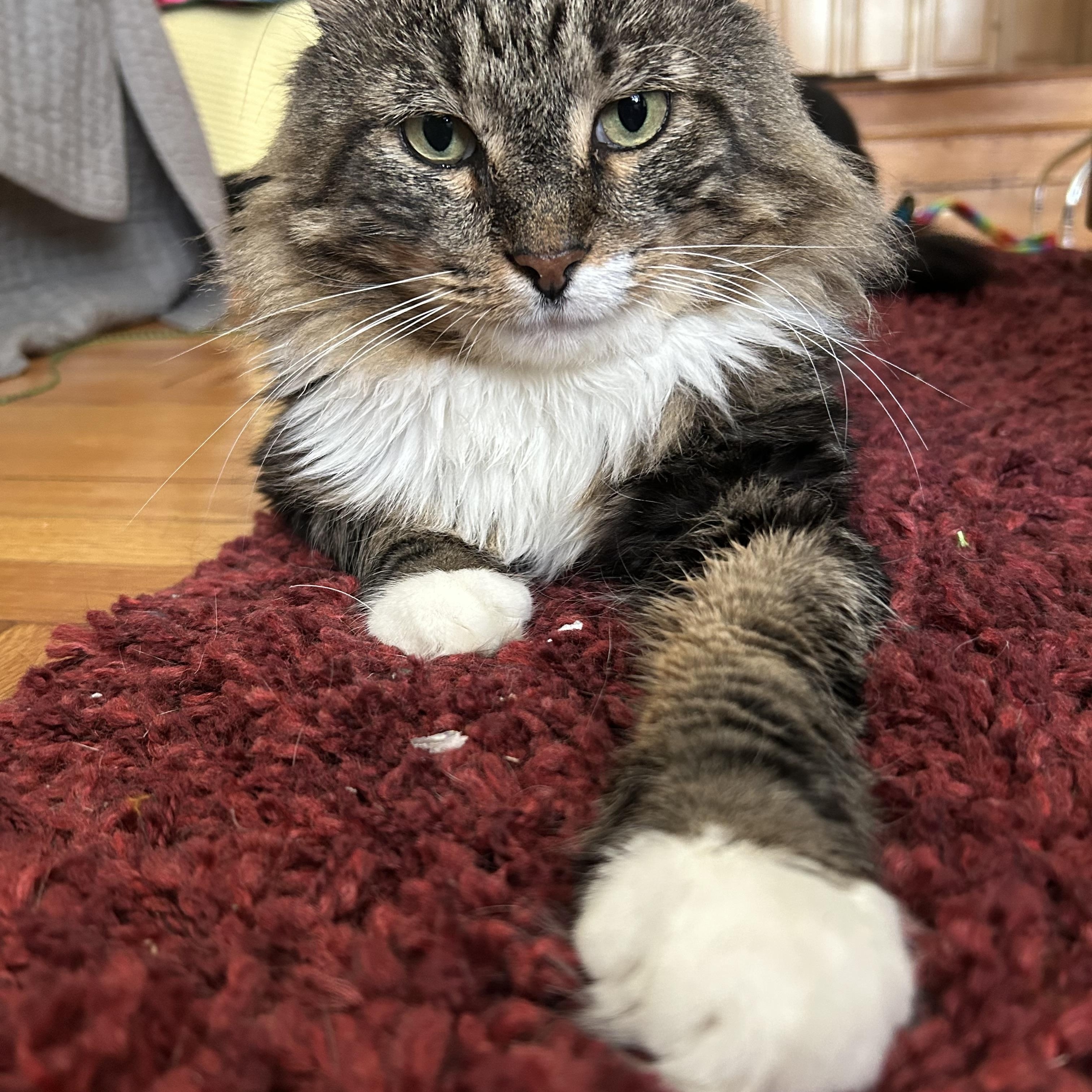 Rocky, a Adoptable Domestic Long Hair in South Ozone Park, NY image 4/6