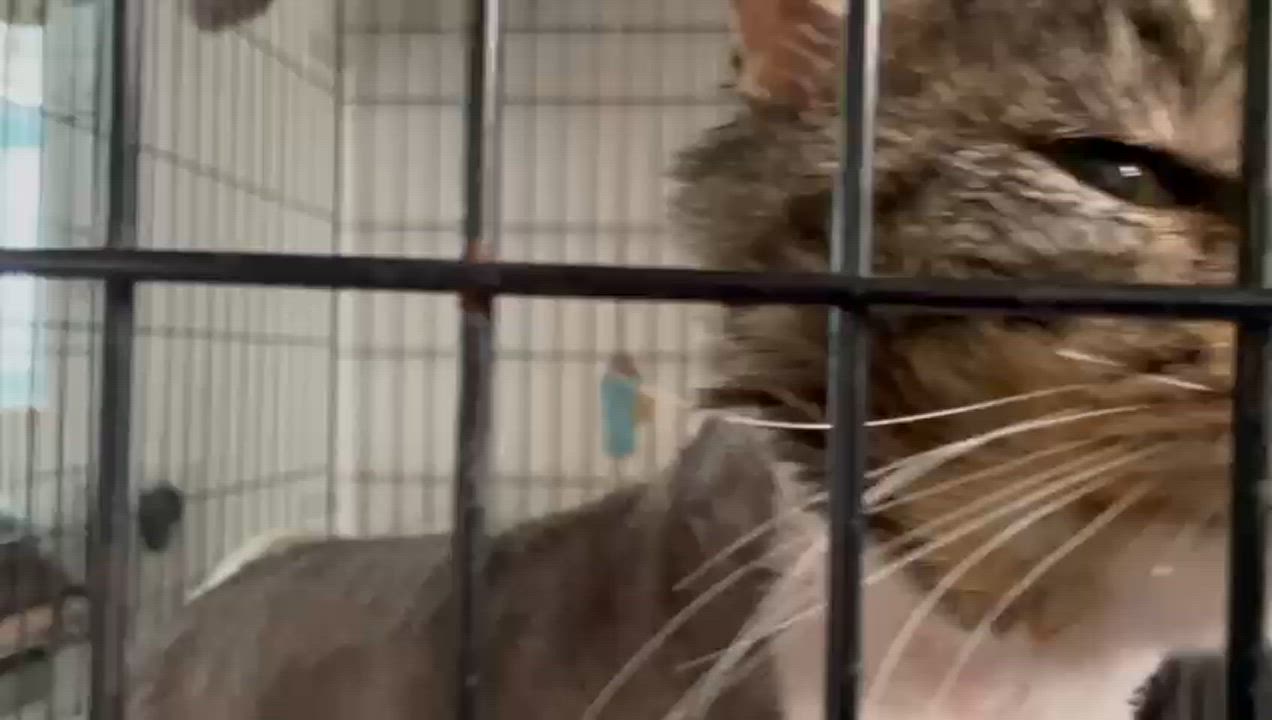 Enlarge Rocky, a Adoptable Domestic Long Hair in South Ozone Park, NY video 3/6