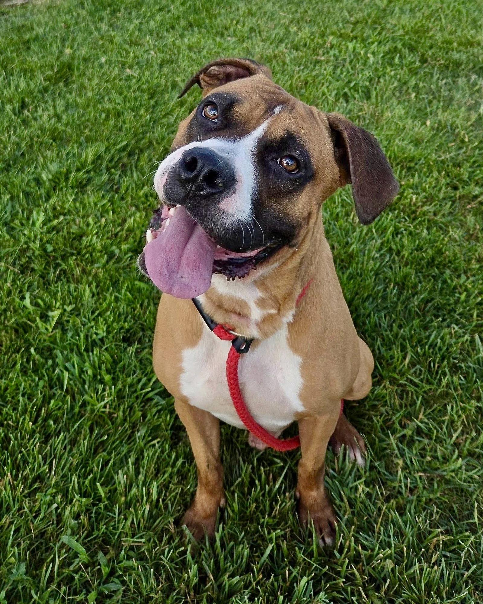 Seth, Adoptable, Adult Male Boxer.