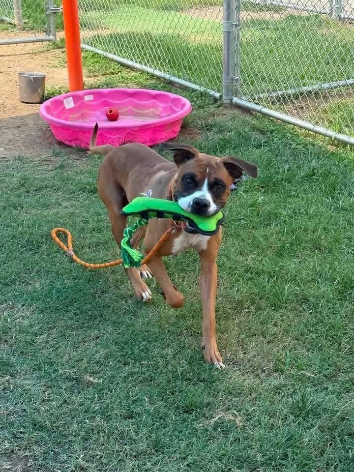 Enlarge Seth, a Adoptable Boxer in Monticello, NY image 2/3