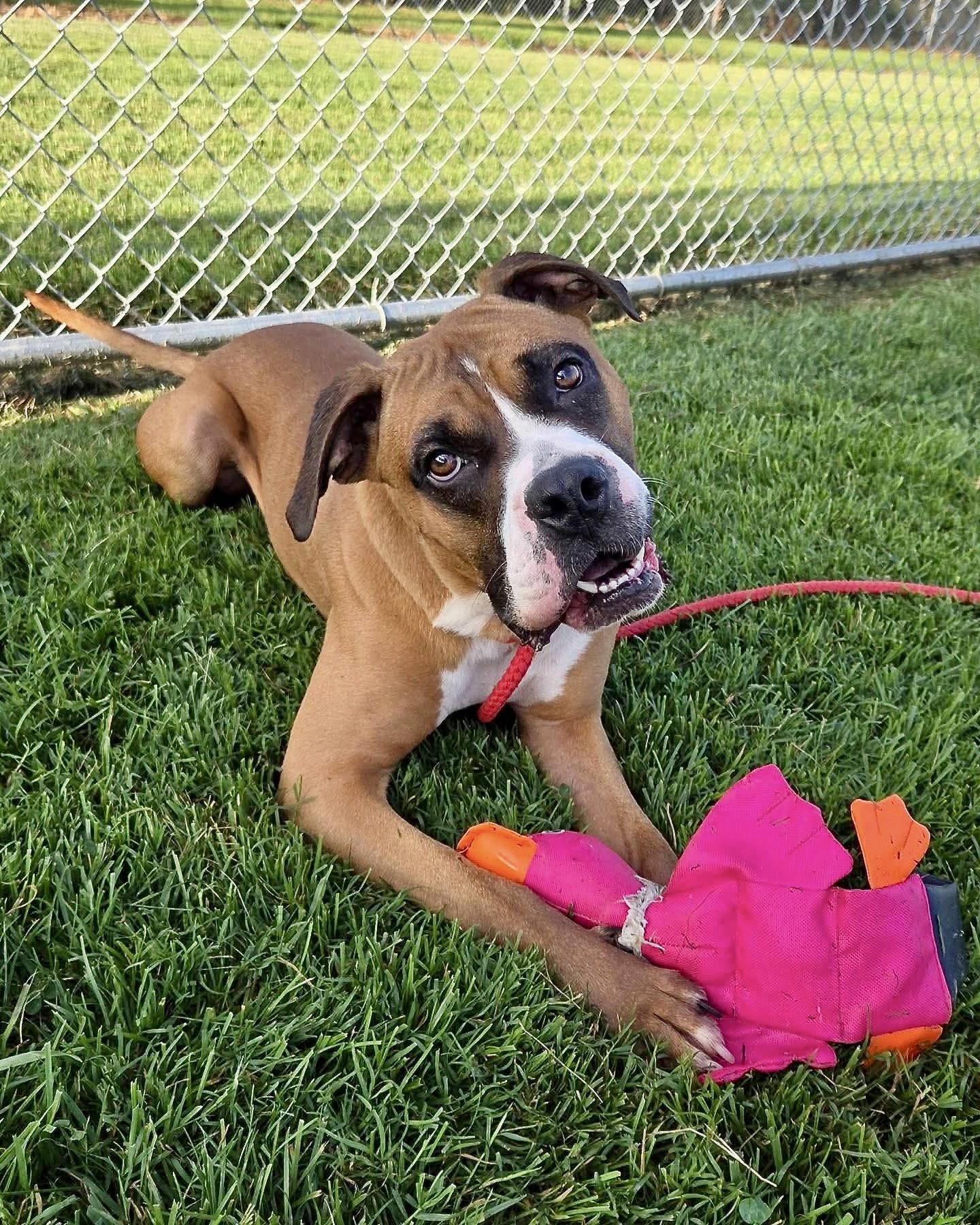 Enlarge Seth, a Adoptable Boxer in Monticello, NY image 3/3