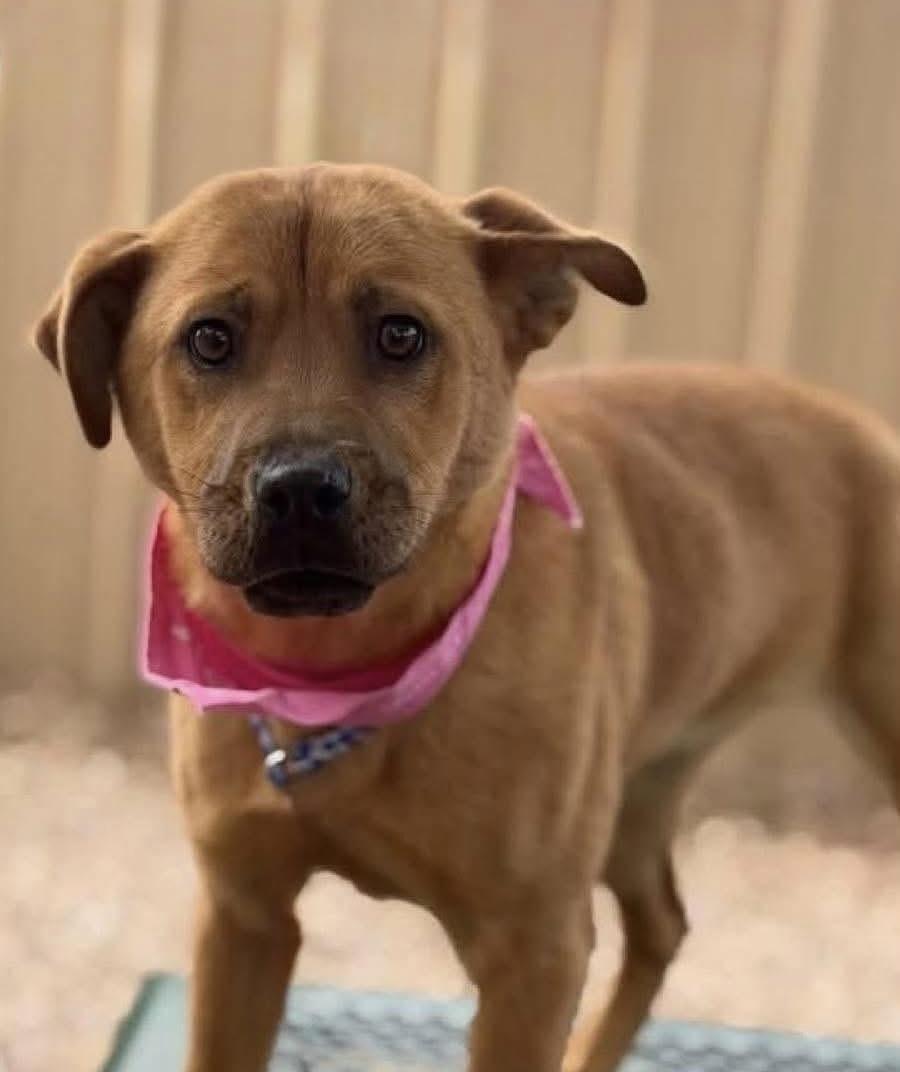 Mocha, adopted, Young Female Shepherd.