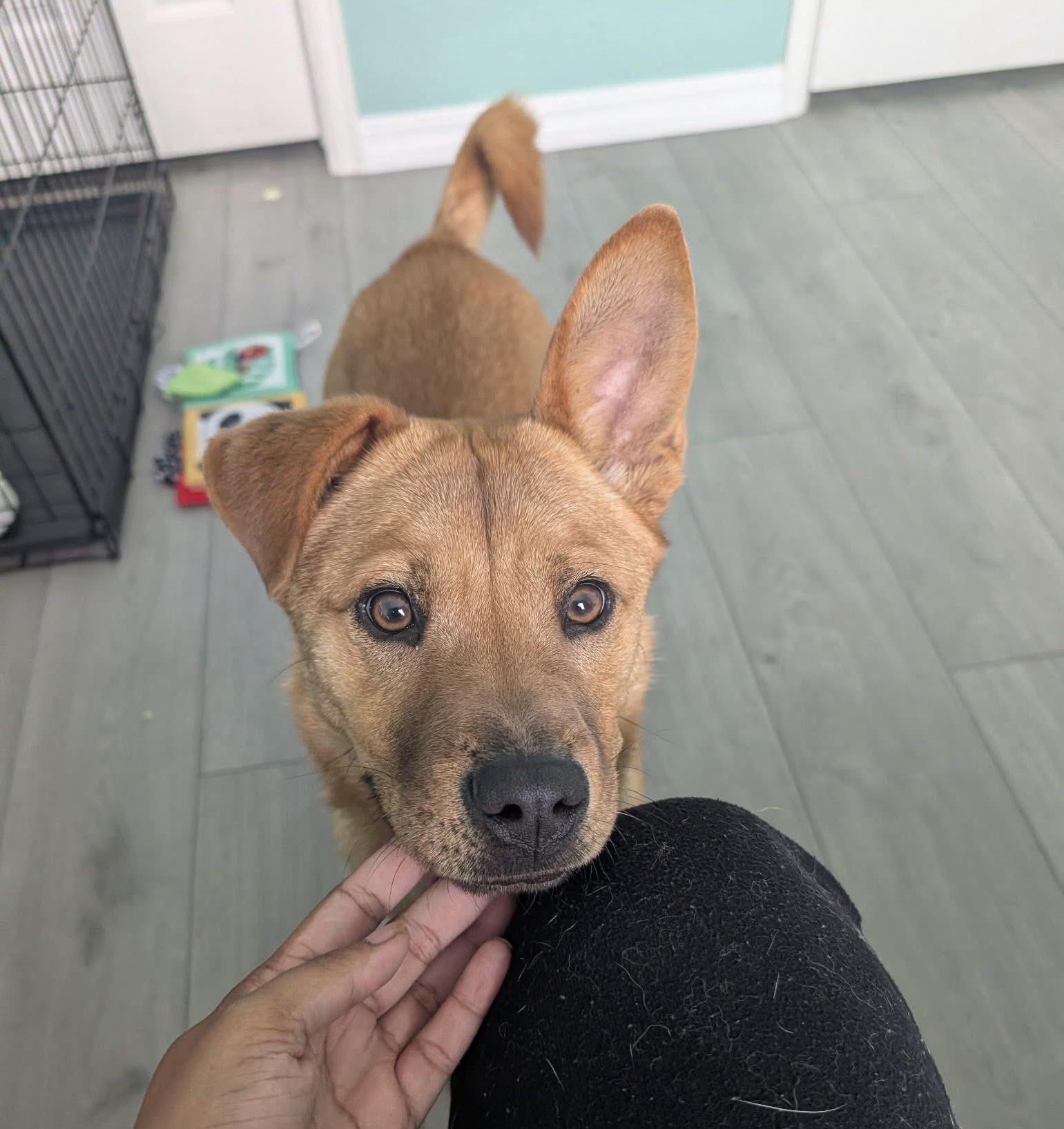 Enlarge Mocha, an adopted mixed breed in Breckenridge, CO image 3/6