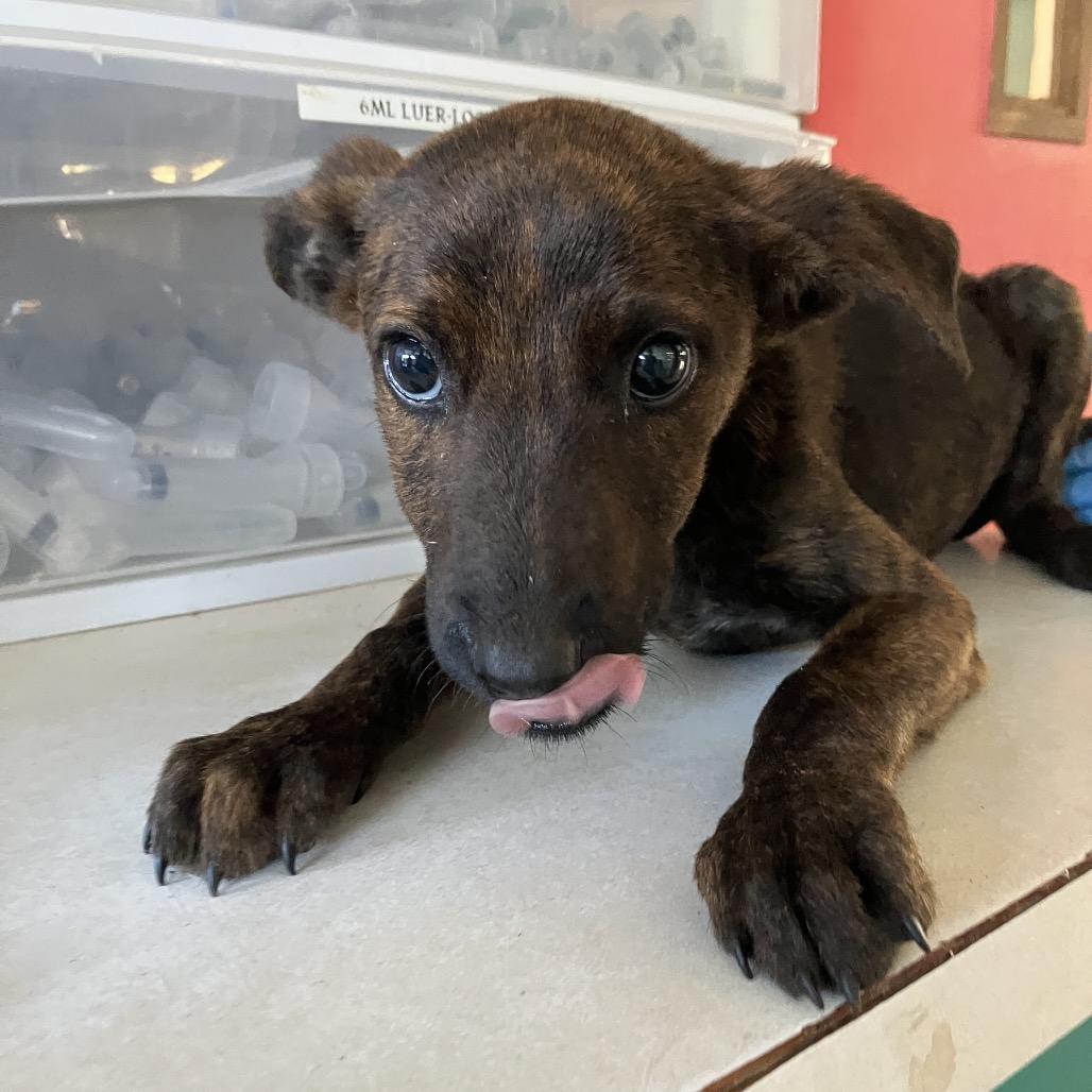 Enlarge Starman, a Adoptable Mixed Breed in Volcano, HI image 1/2