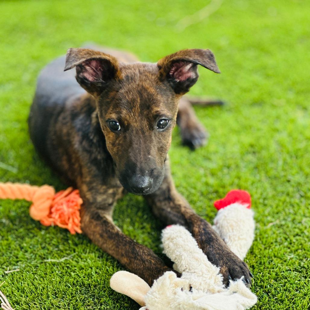 Enlarge Starman, a Adoptable Mixed Breed in Volcano, HI image 2/2