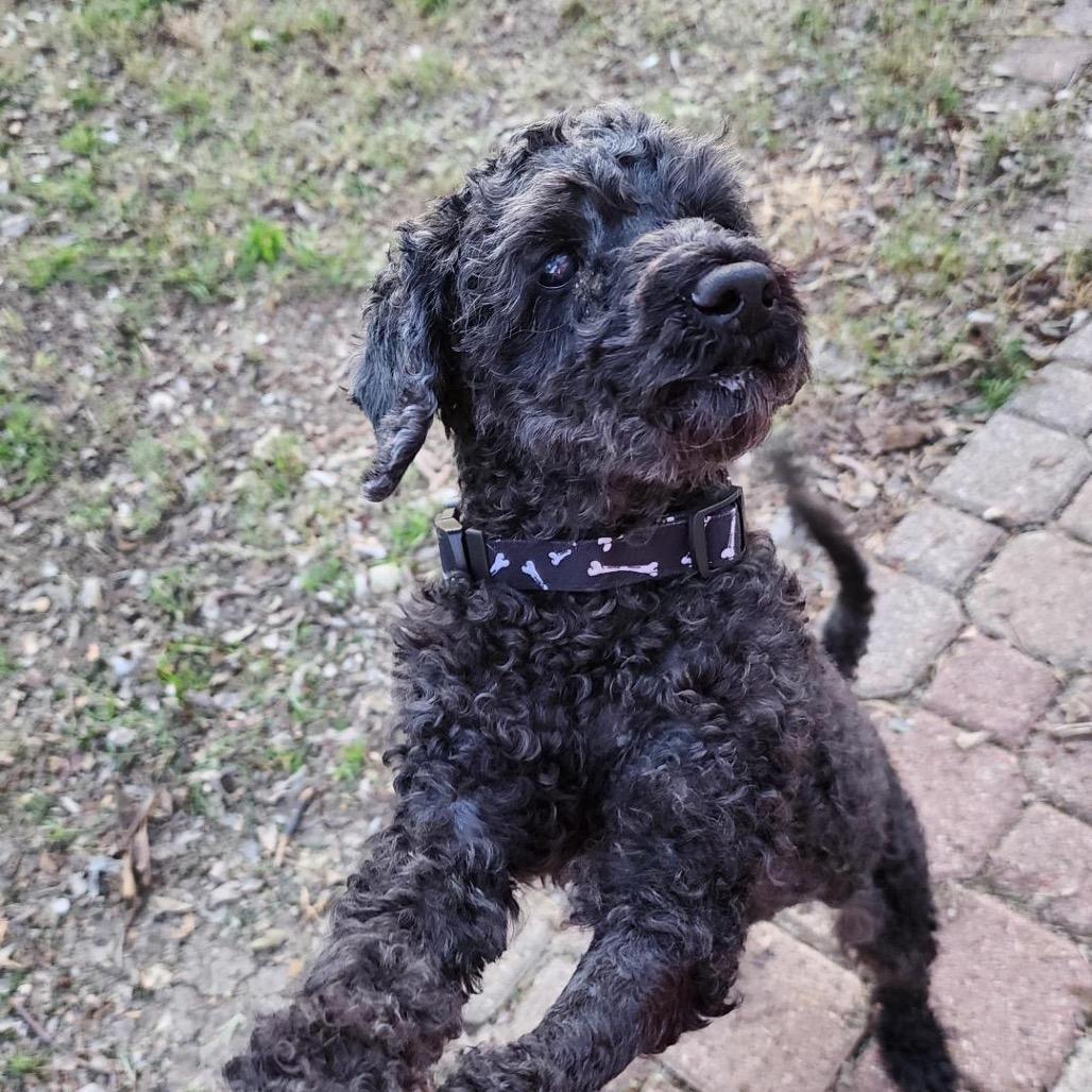 Enlarge Perla, a Adoptable Poodle in Grapevine, TX image 1/6