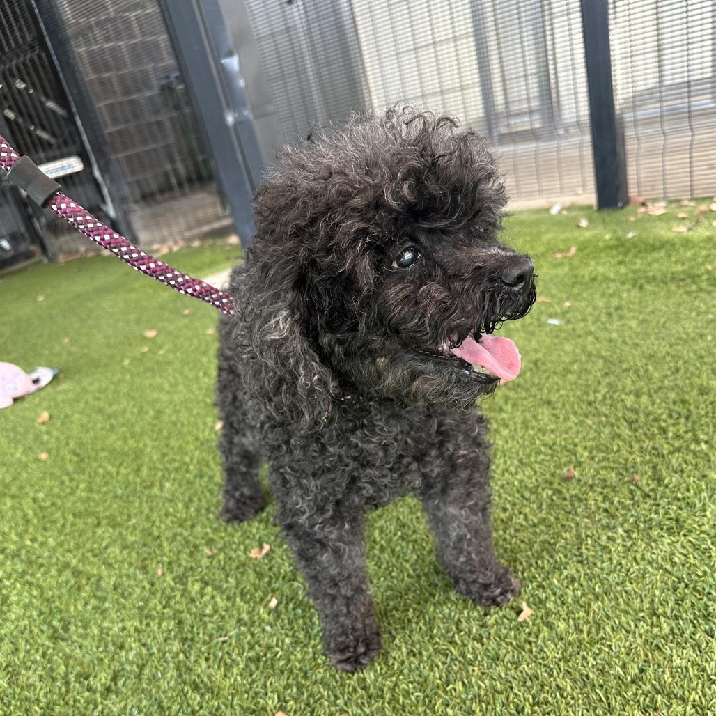 Perla, Adoptable, Senior Female Poodle.