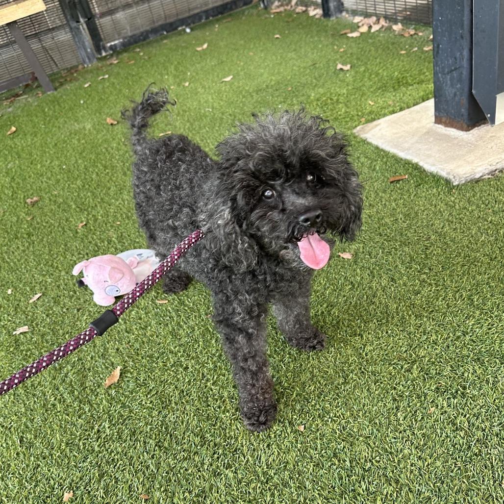 Enlarge Perla, a Adoptable Poodle in Grapevine, TX image 2/6