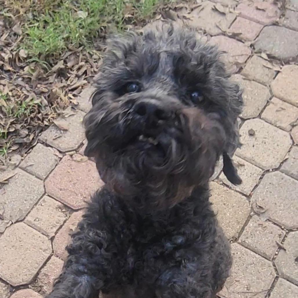 Enlarge Perla, a Adoptable Poodle in Grapevine, TX image 3/6