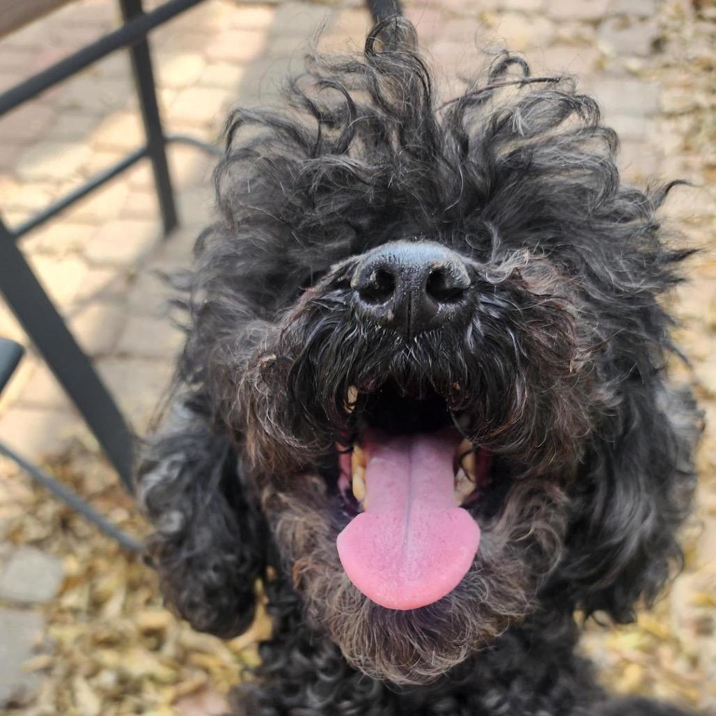 Enlarge Perla, a Adoptable Poodle in Grapevine, TX image 5/6