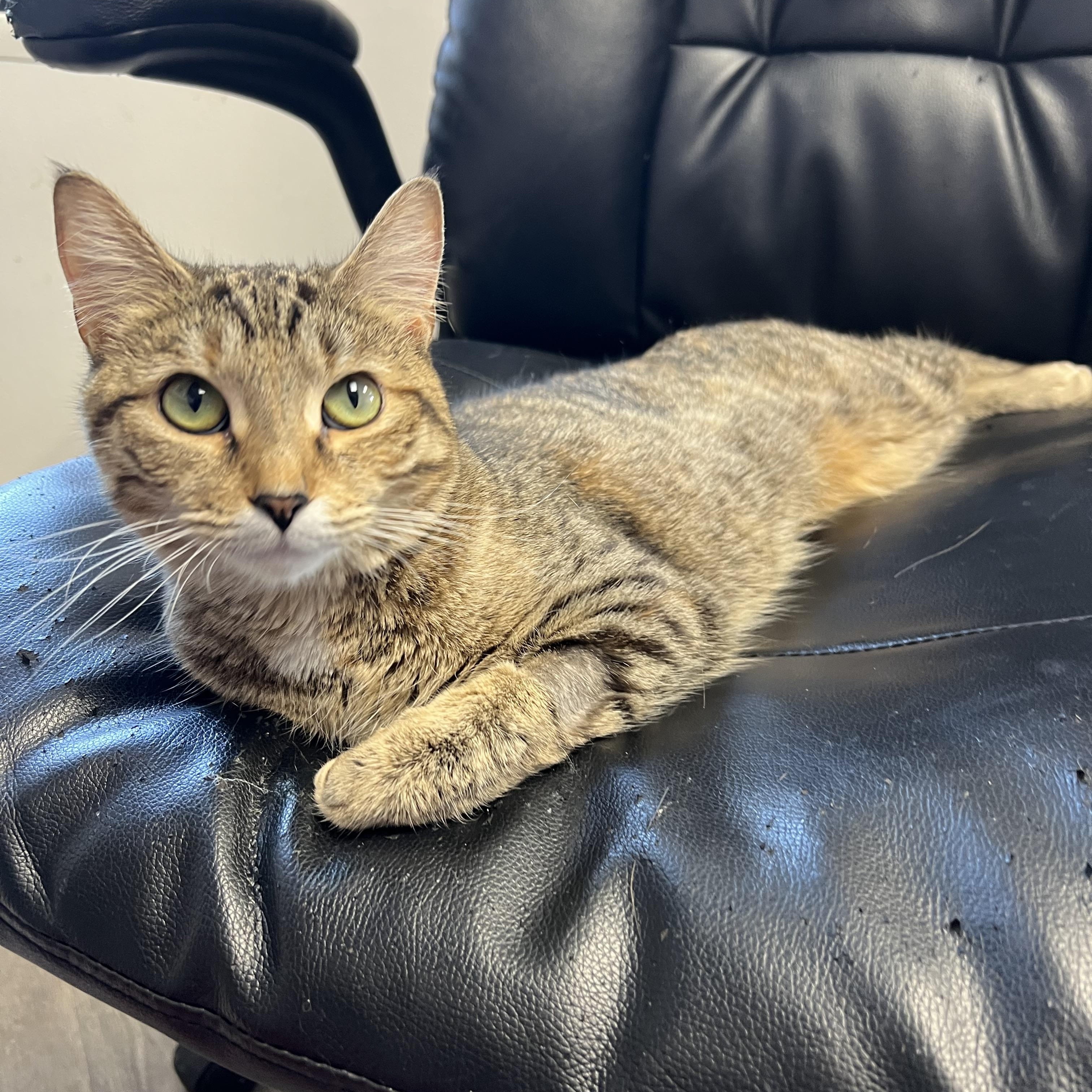 Kelly, Adopted, Young Female Domestic Short Hair.