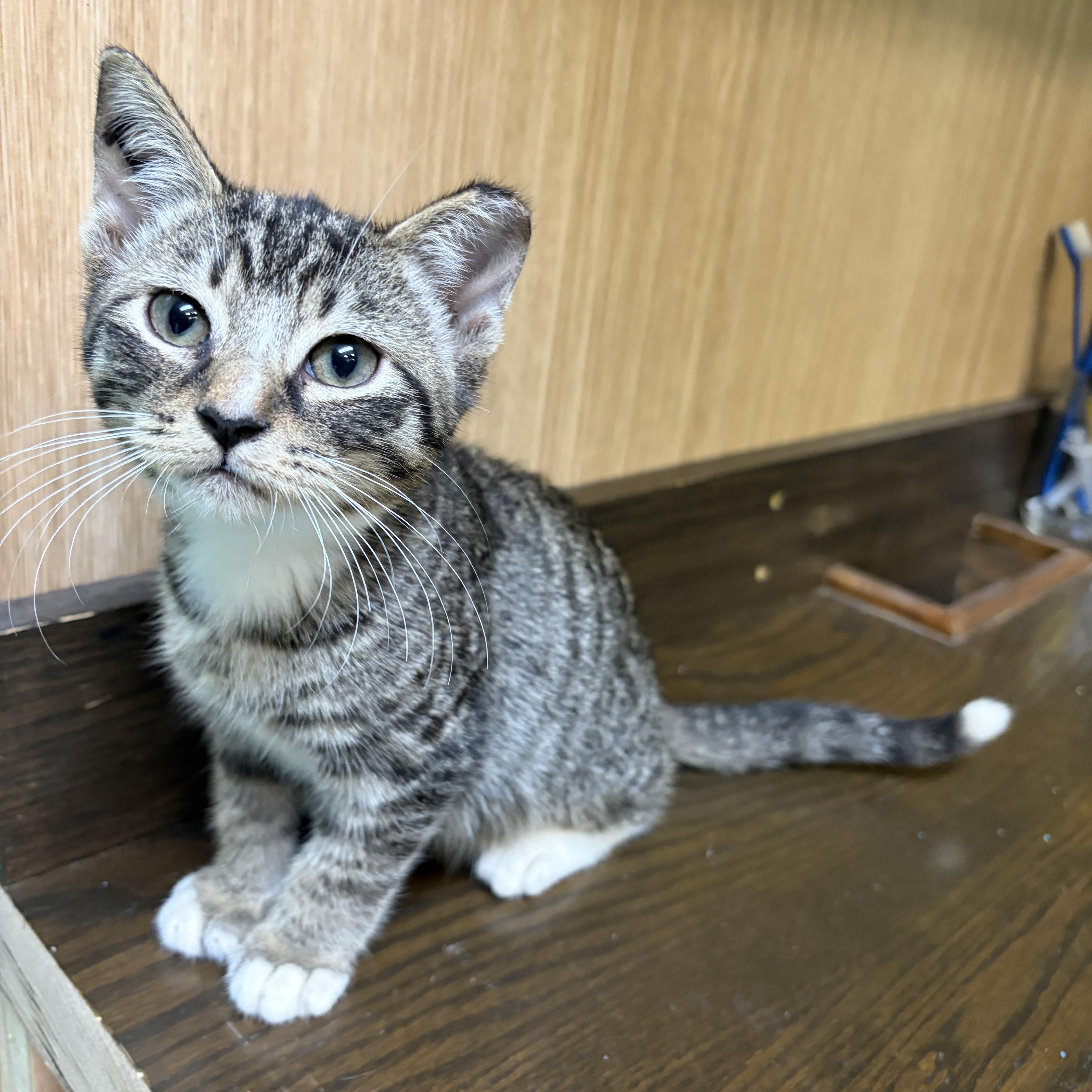 Elmo, Adopted, Kitten Male American Shorthair.