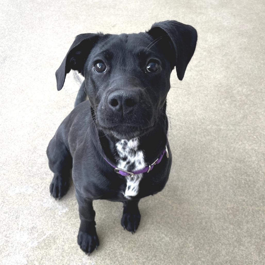 Enlarge Honey Bee, a Adoptable Mixed Breed in Morrisville, VT image 1/3
