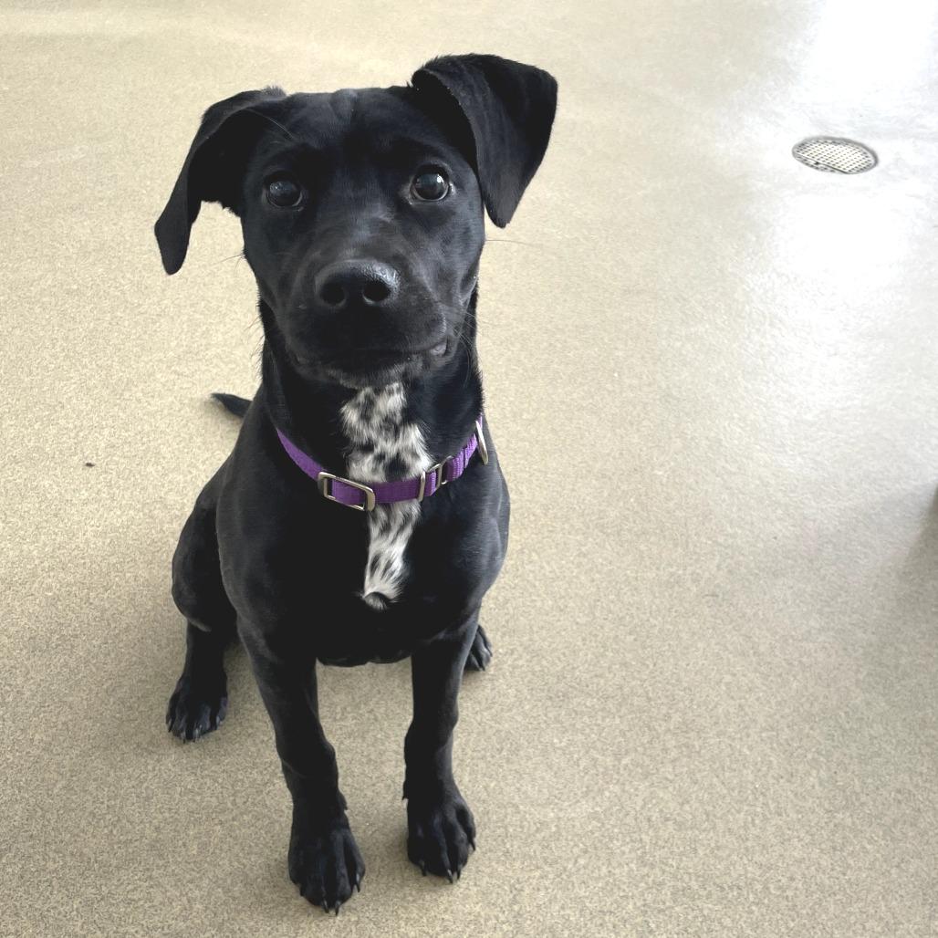 Enlarge Honey Bee, a Adoptable Mixed Breed in Morrisville, VT image 2/3