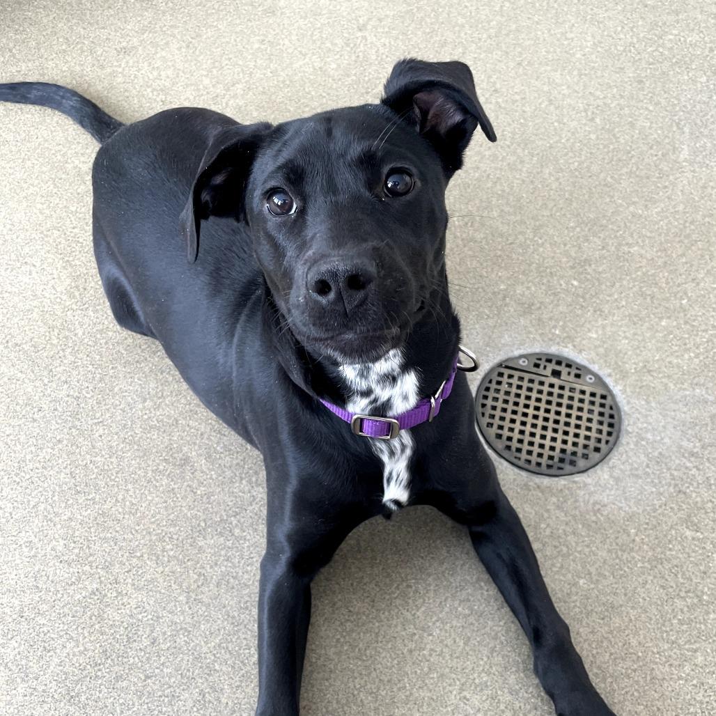 Enlarge Honey Bee, a Adoptable Mixed Breed in Morrisville, VT image 3/3