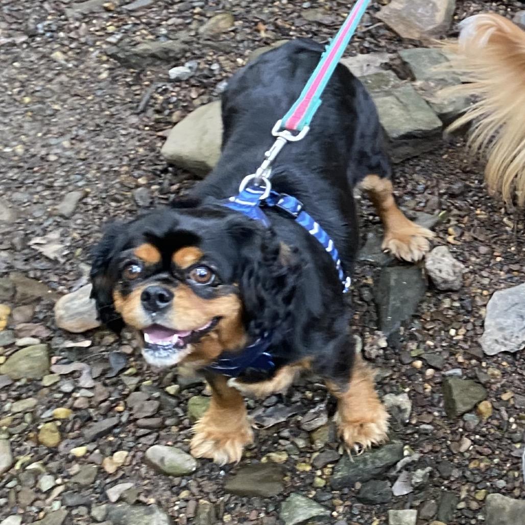 Addie, Adoptable, Adult Female Cavalier King Charles Spaniel.