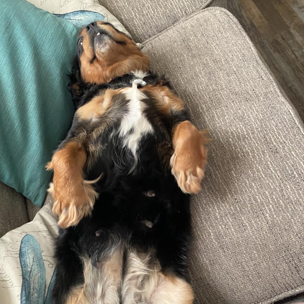 Addie, a Adoptable Cavalier King Charles Spaniel in Sinking Spring, PA image 2/6