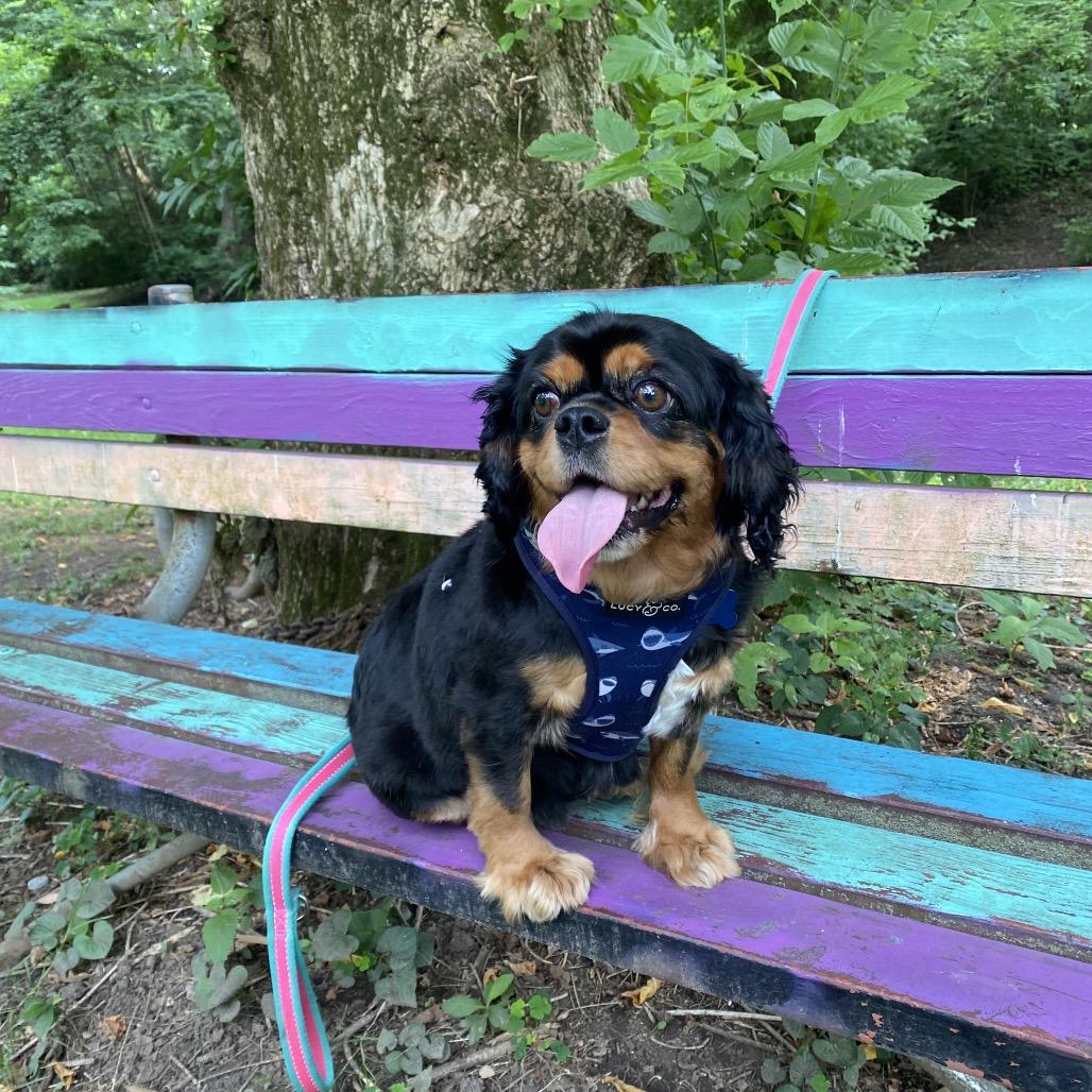 Addie, a Adoptable Cavalier King Charles Spaniel in Sinking Spring, PA image 3/6