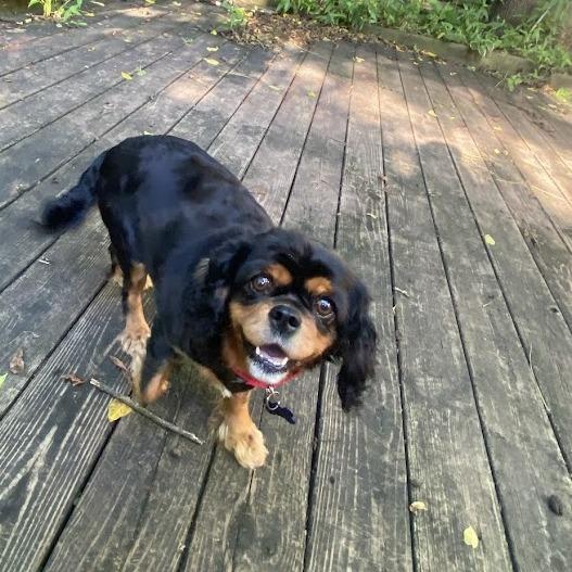 Addie, a Adoptable Cavalier King Charles Spaniel in Sinking Spring, PA image 4/6