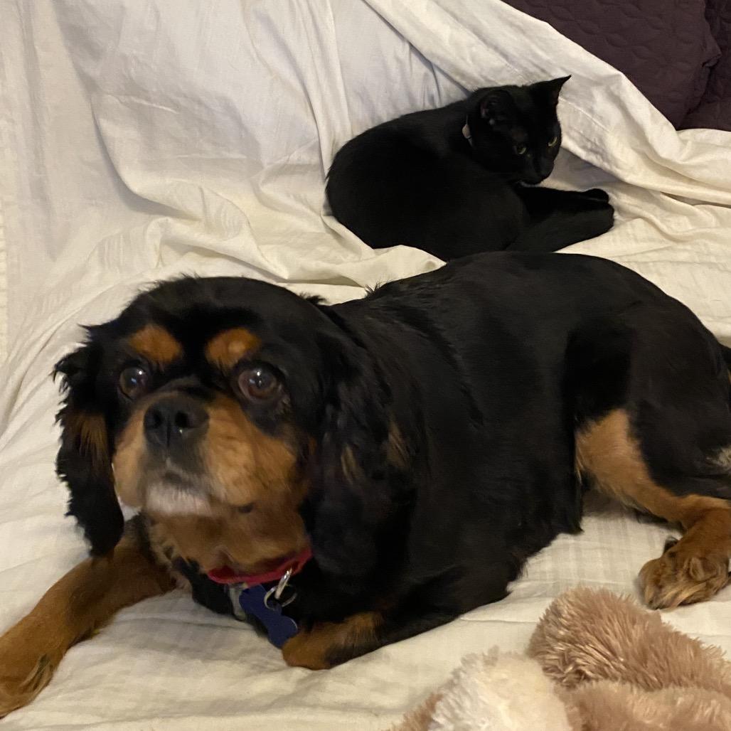 Addie, a Adoptable Cavalier King Charles Spaniel in Sinking Spring, PA image 5/6