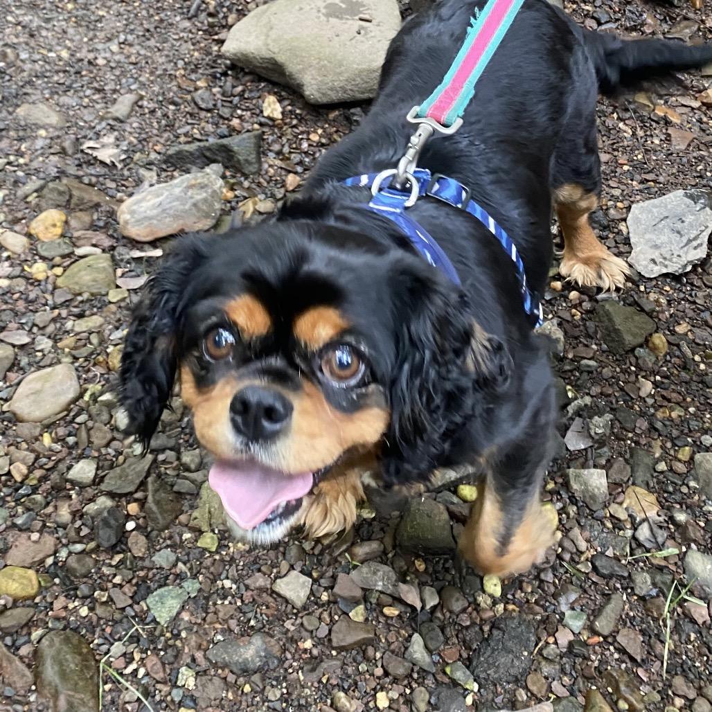 Addie, a Adoptable Cavalier King Charles Spaniel in Sinking Spring, PA image 6/6