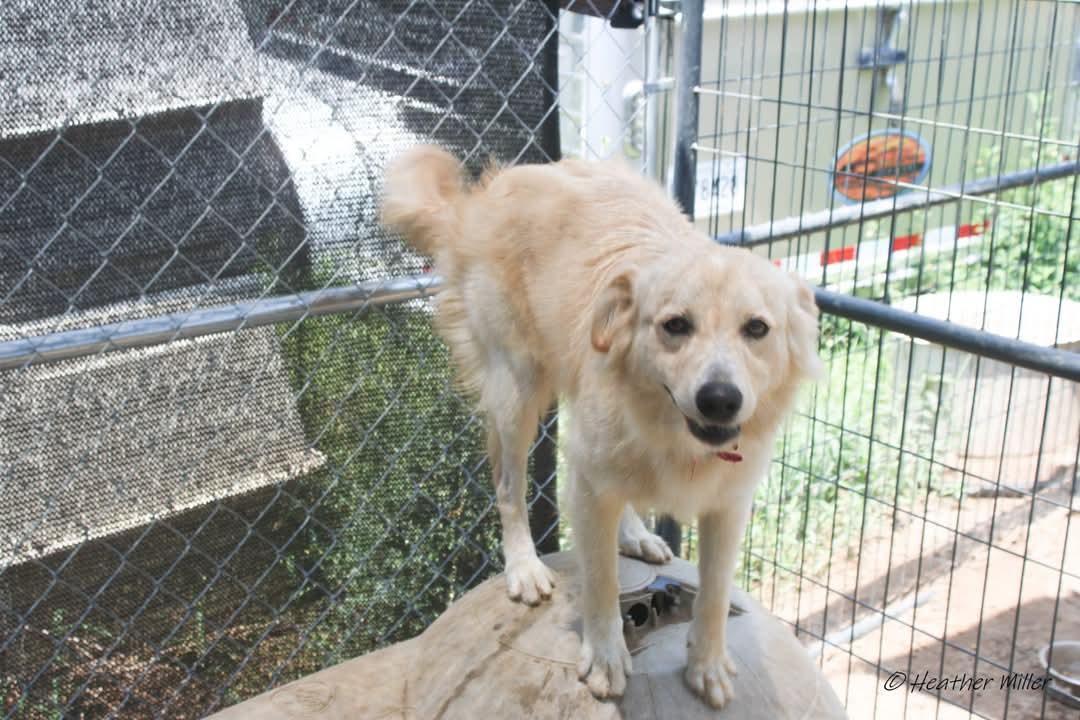 Twinkie, adopted, Young Male Australian Shepherd.