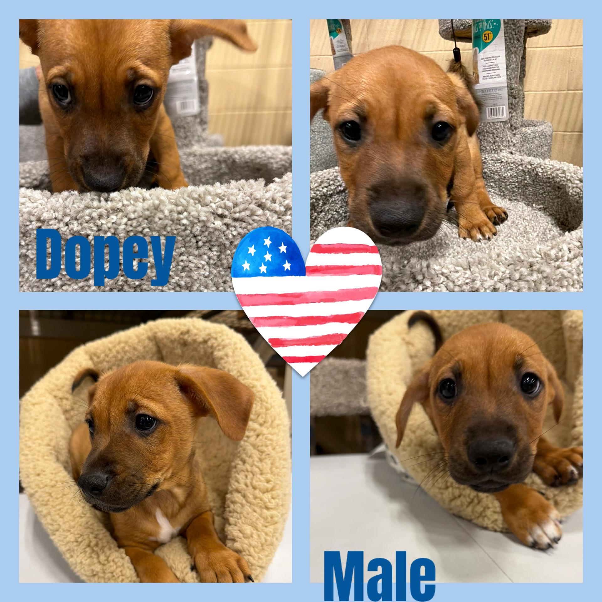 Enlarge Dopey, a Adoptable mixed breed in Eugene, OR image 1/1